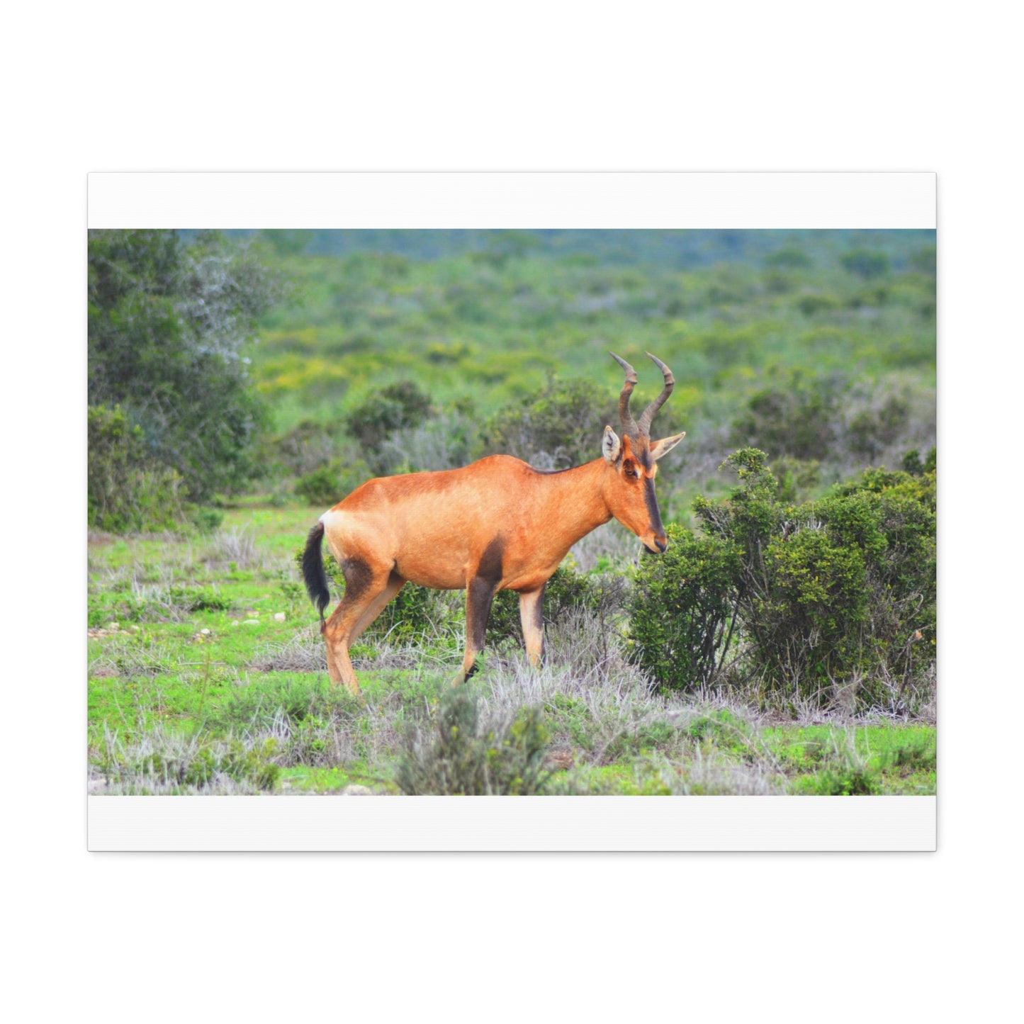Africa Red Hartebeest - Canvas Print