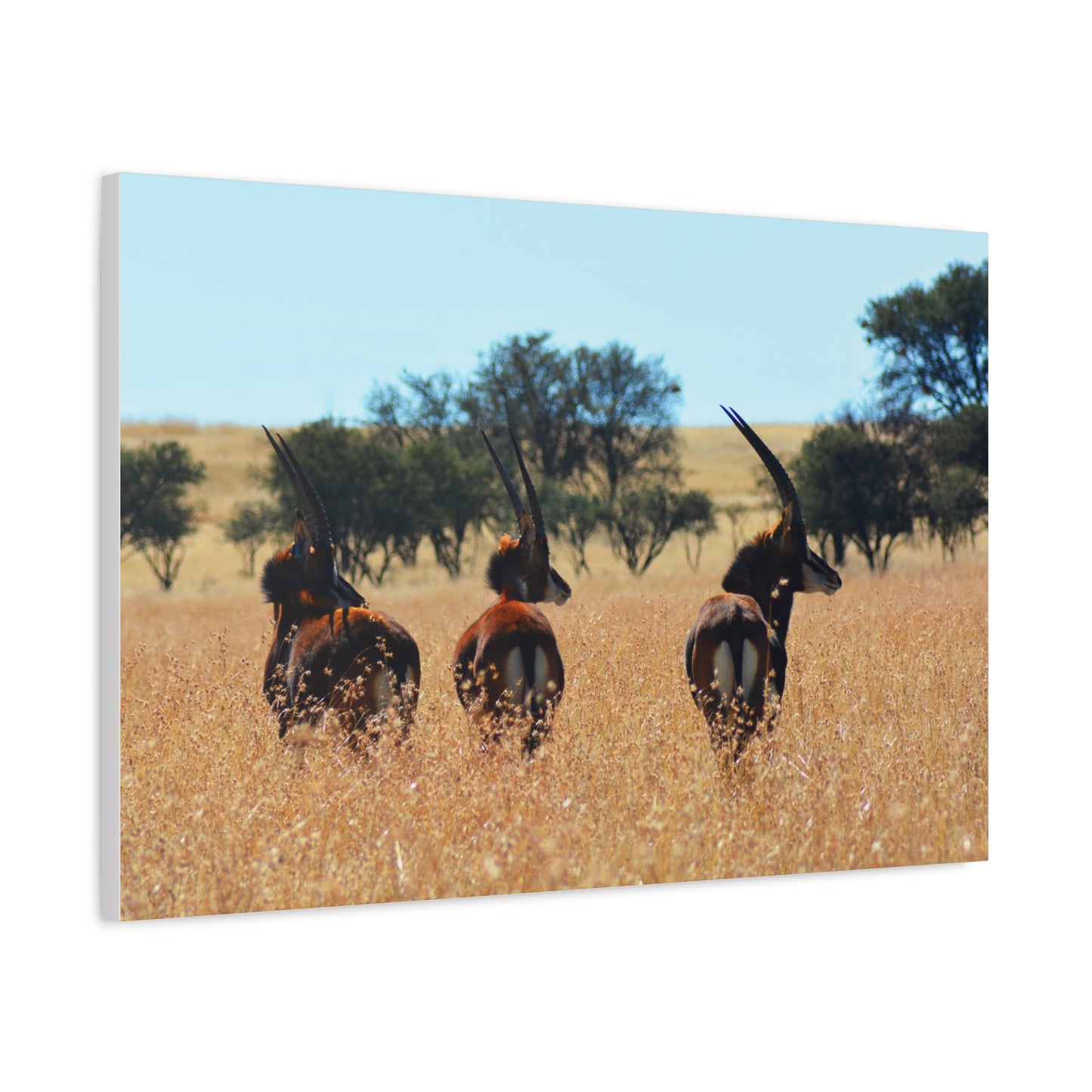 Sable Trio in Africa Canvas Print