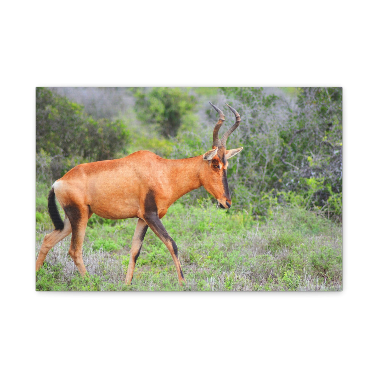 Red Hartebeest - Canvas Print
