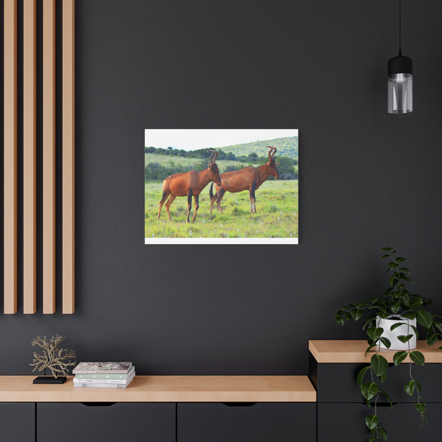 African Red Hartebeest - Canvas Print