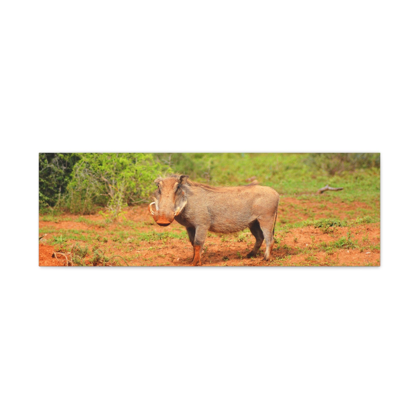 Dirty Warthog - Canvas Print