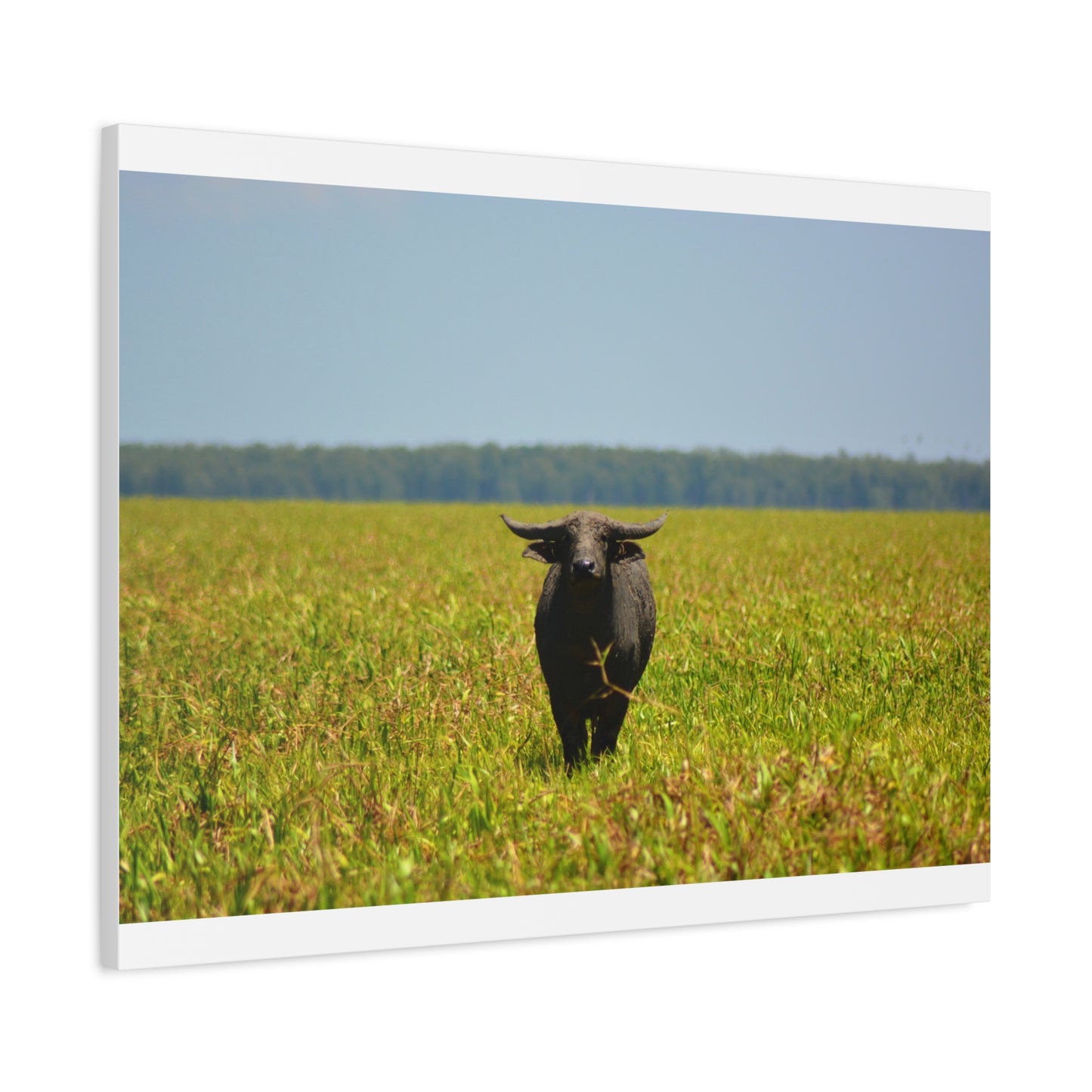 Asiatic Water Buffalo Australian Outback - Canvas Print