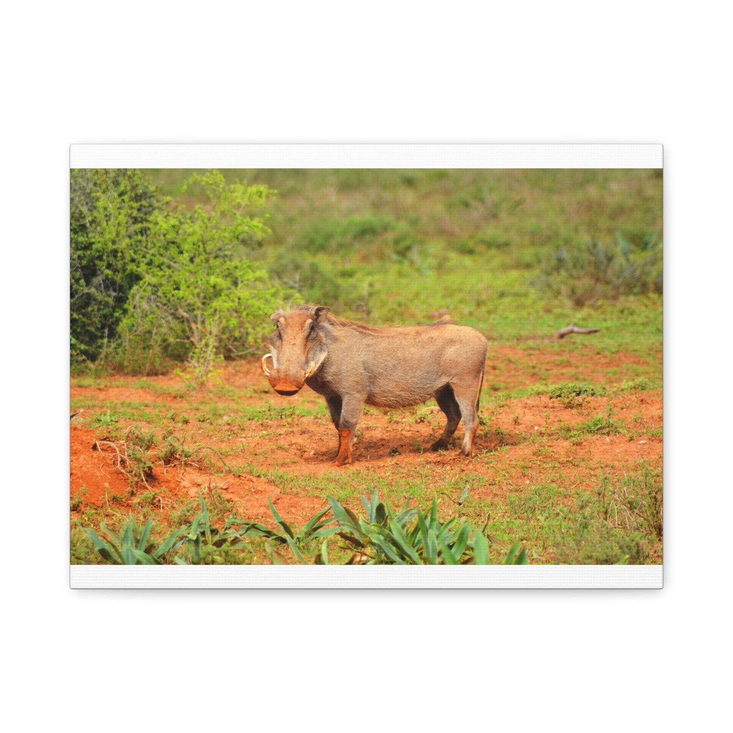 Dirty Warthog - Canvas Print