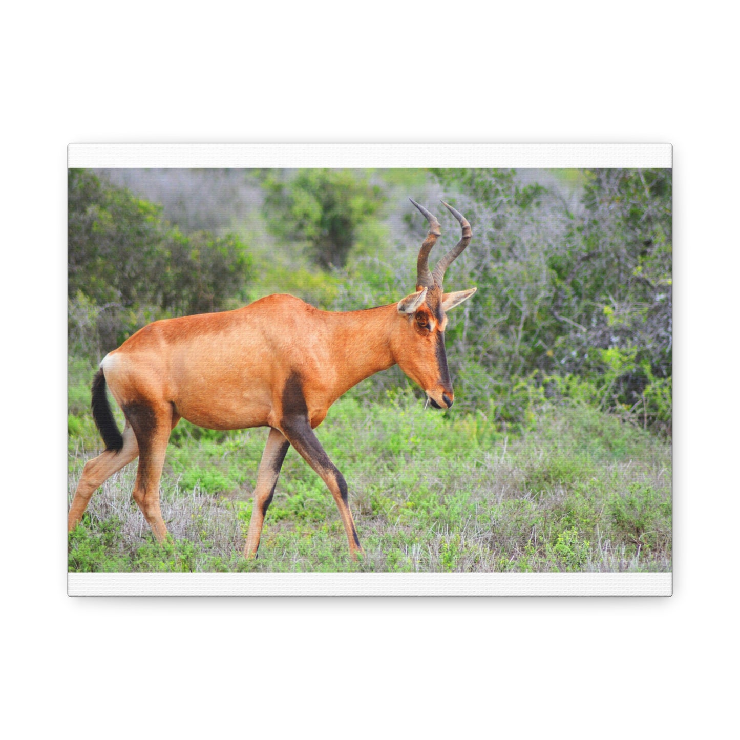 Red Hartebeest - Canvas Print