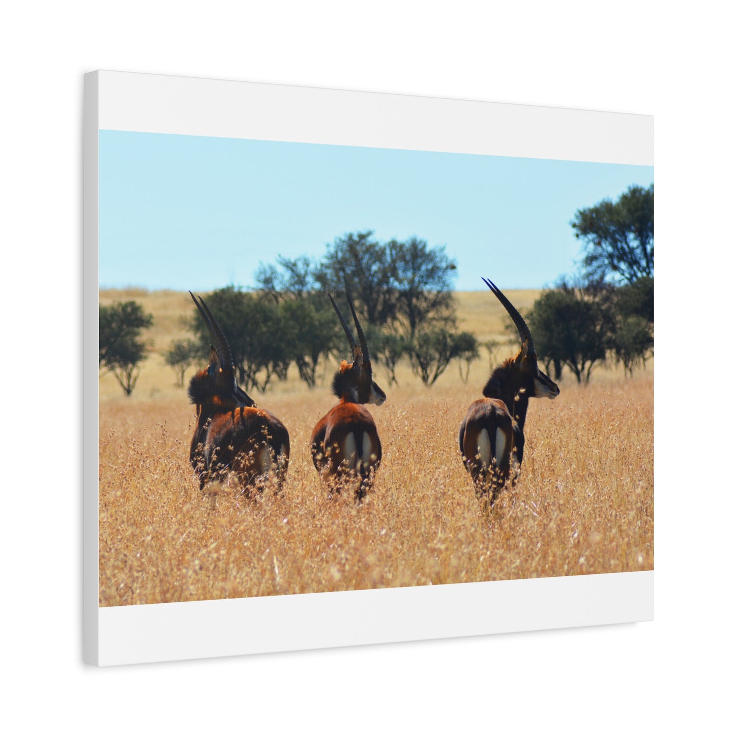 Sable Trio in Africa Canvas Print