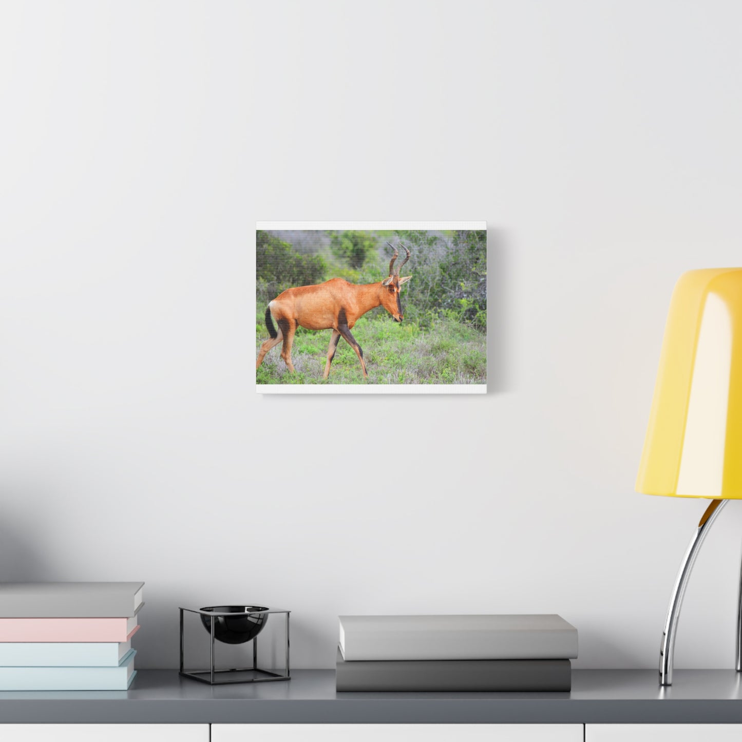Red Hartebeest - Canvas Print
