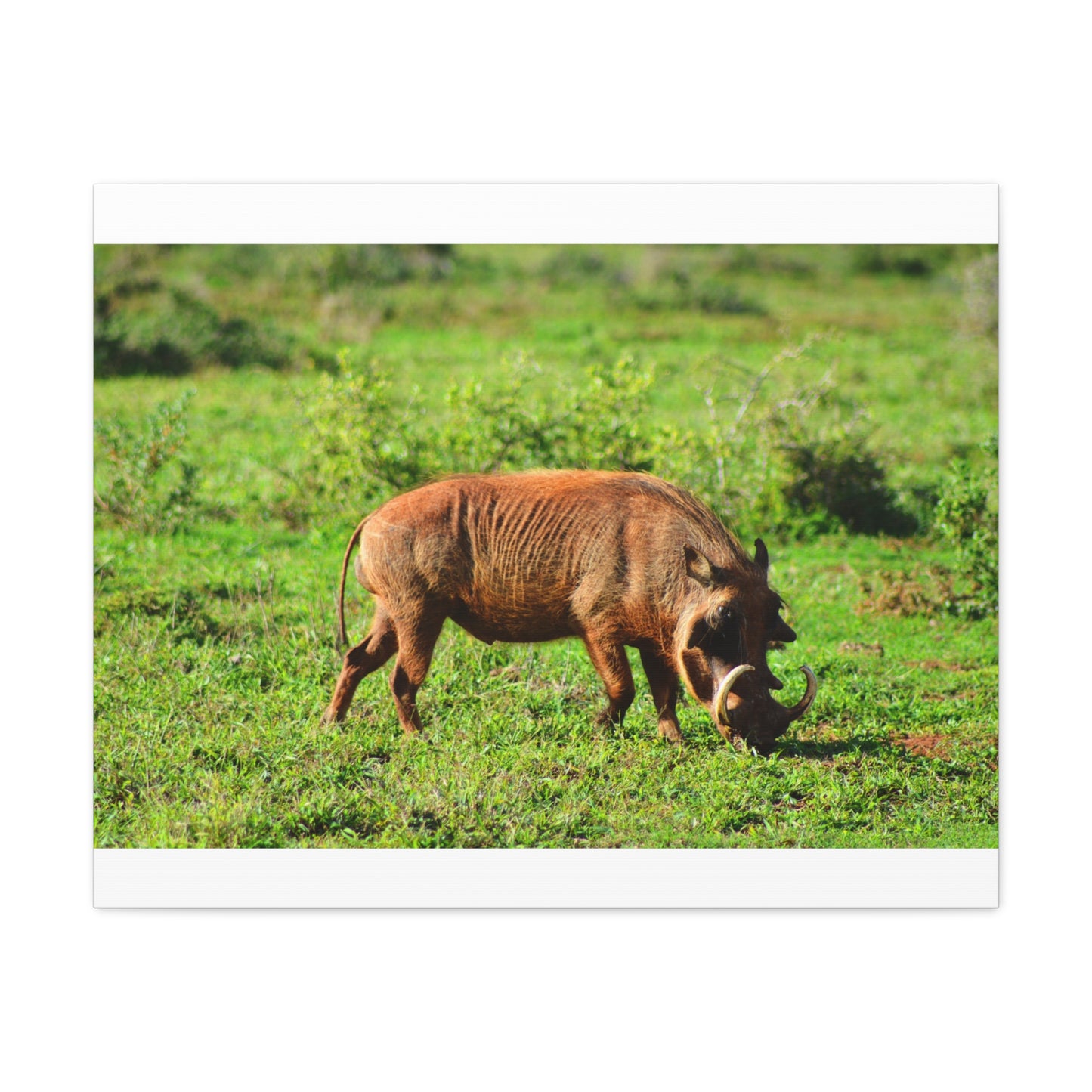 African Warthog - Canvas Print