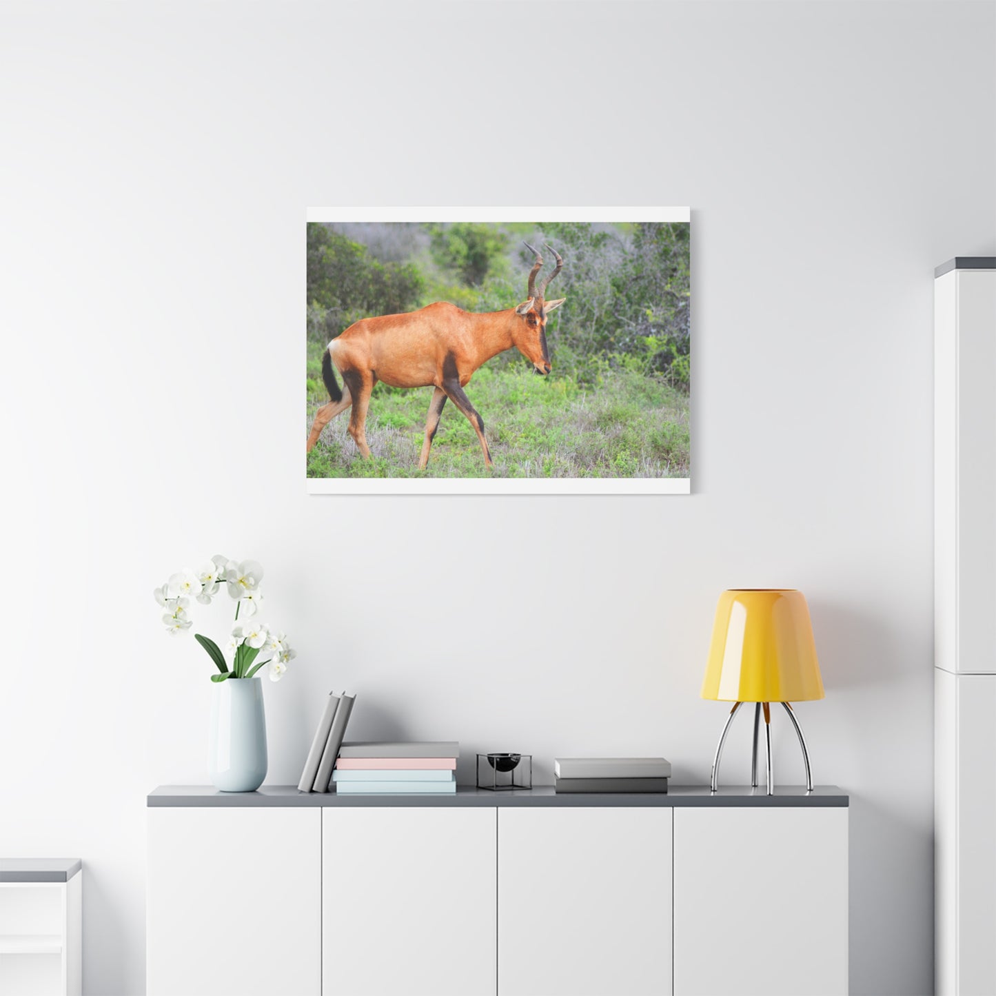 Red Hartebeest - Canvas Print