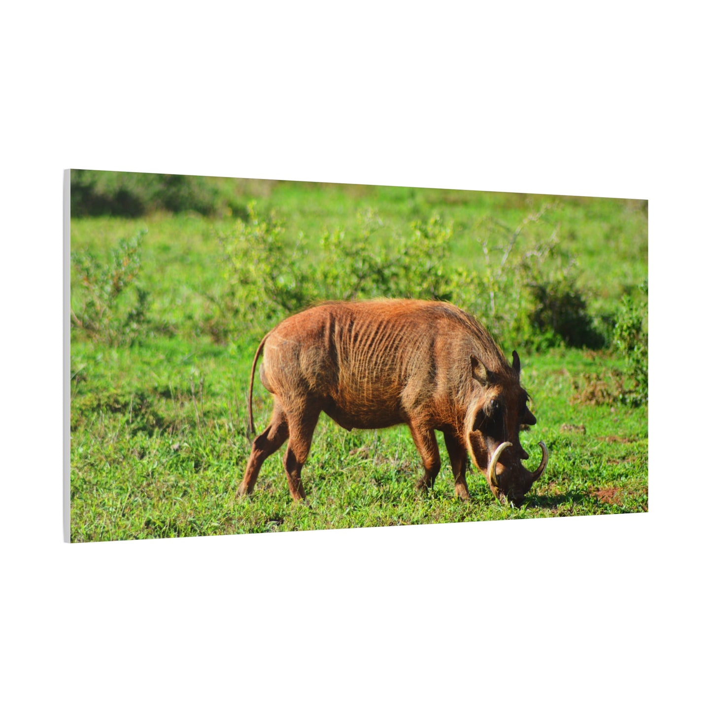 African Warthog - Canvas Print