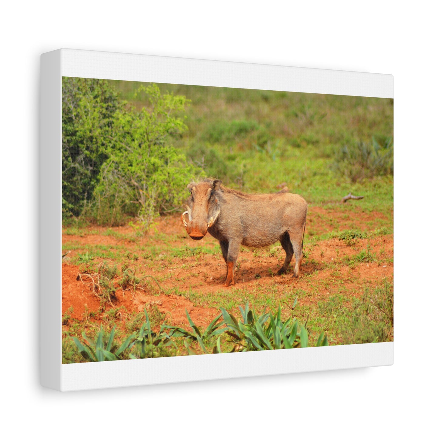 Dirty Warthog - Canvas Print