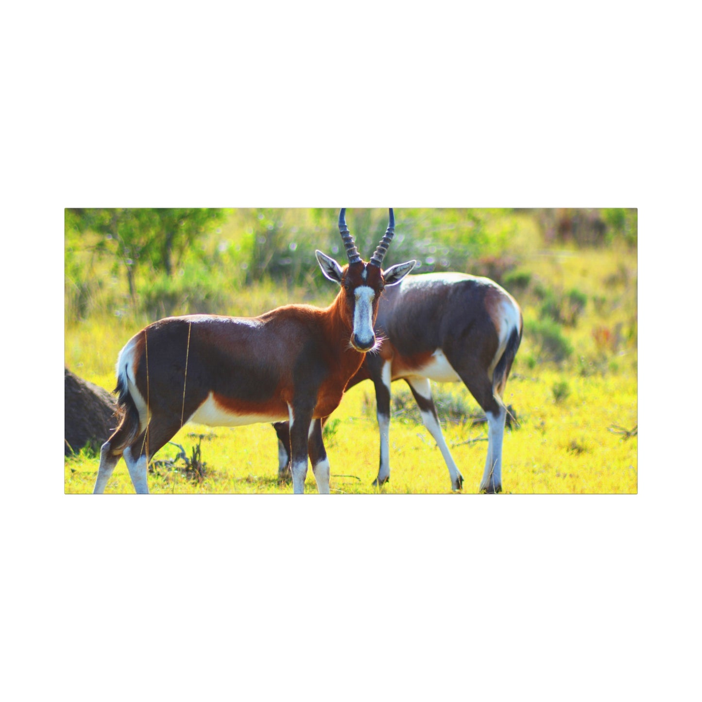 Blesbok in Africa - Canvas Print