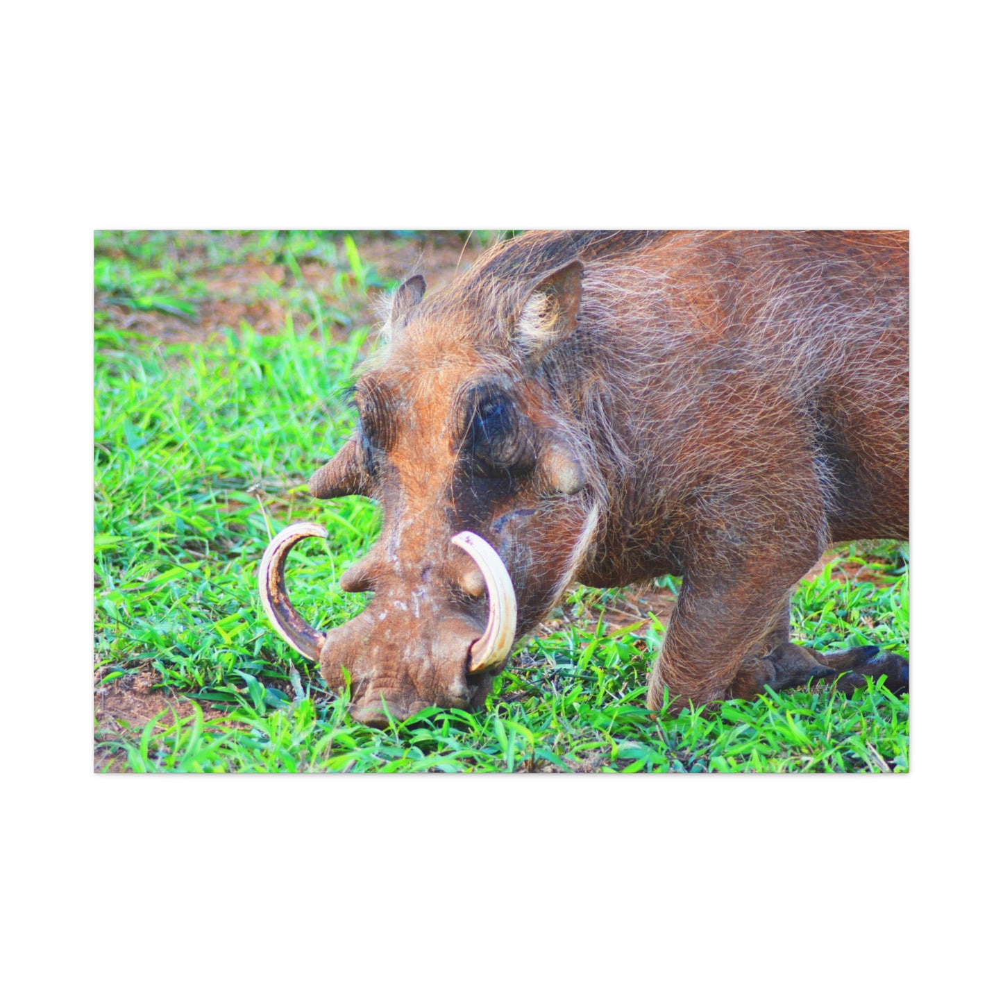African Warthog Eating - Canvas Print