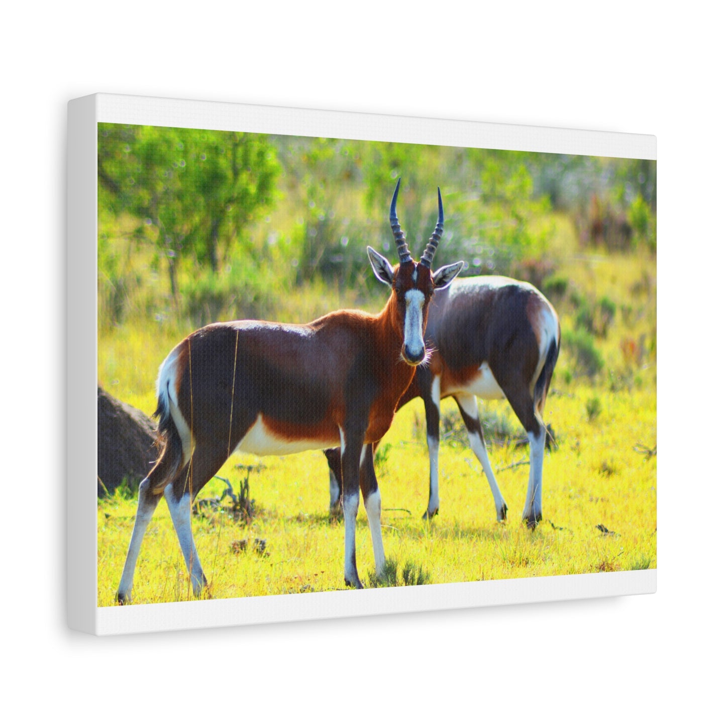Blesbok in Africa - Canvas Print