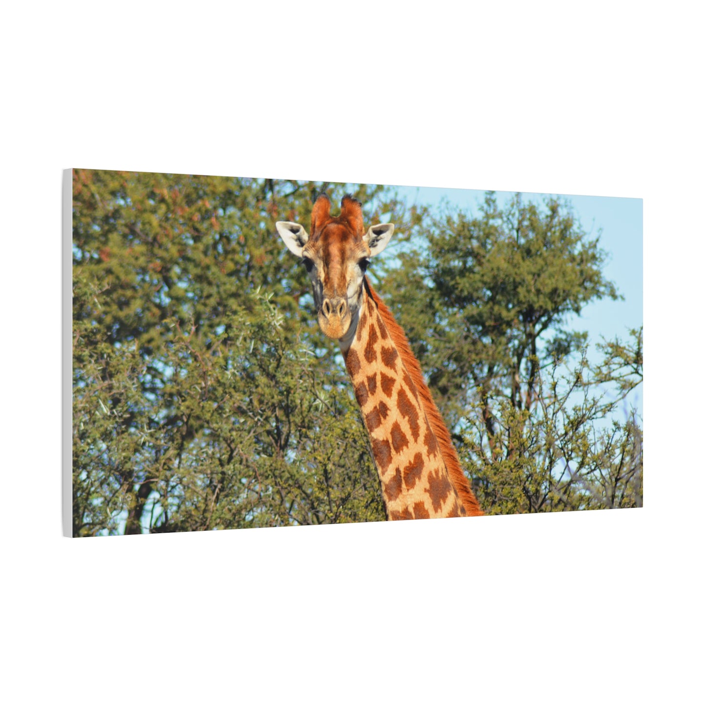 Elegant Giraffe Canvas