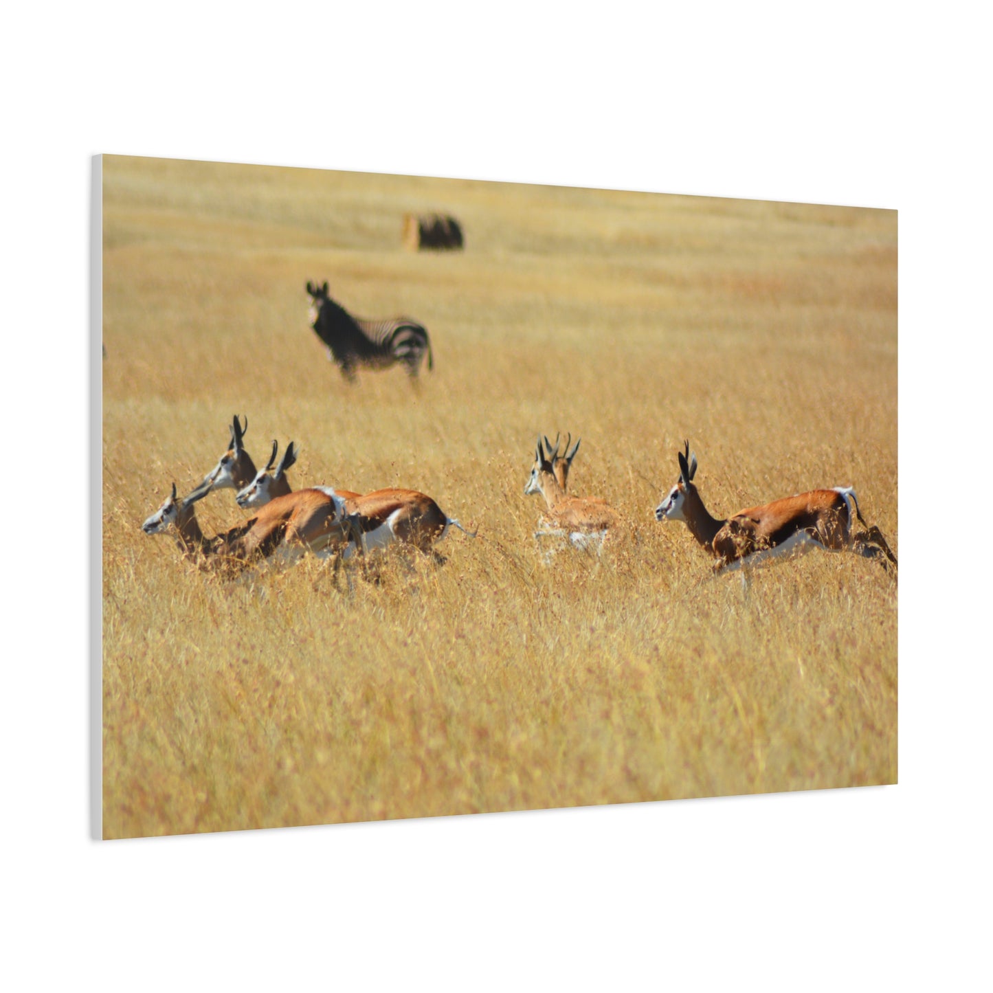 Springbok Herd in African Savannah