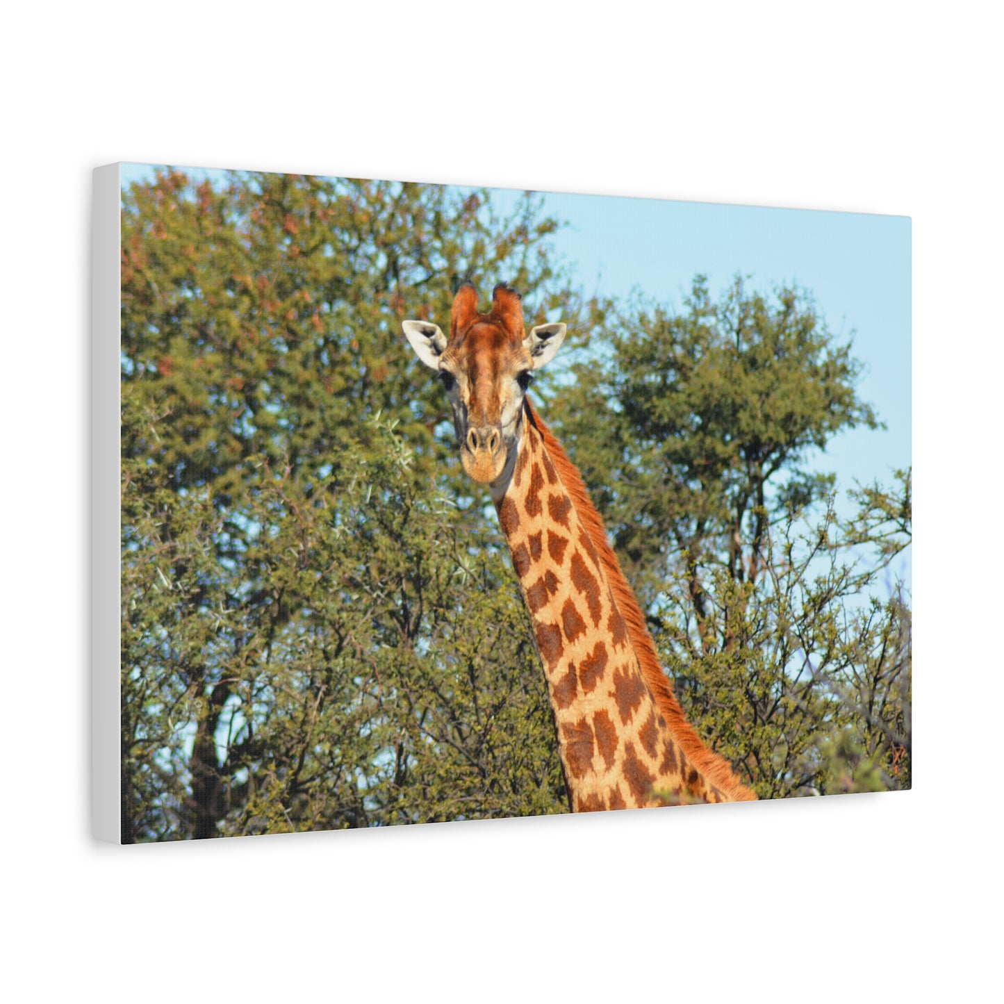 Elegant Giraffe Canvas