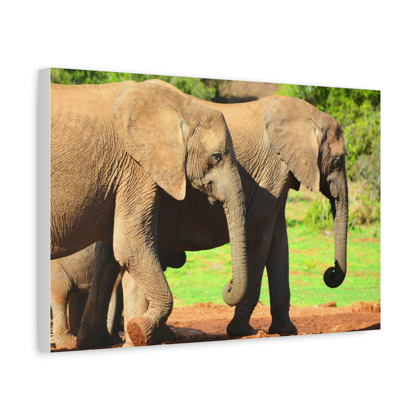 African Elephants - Canvas Print