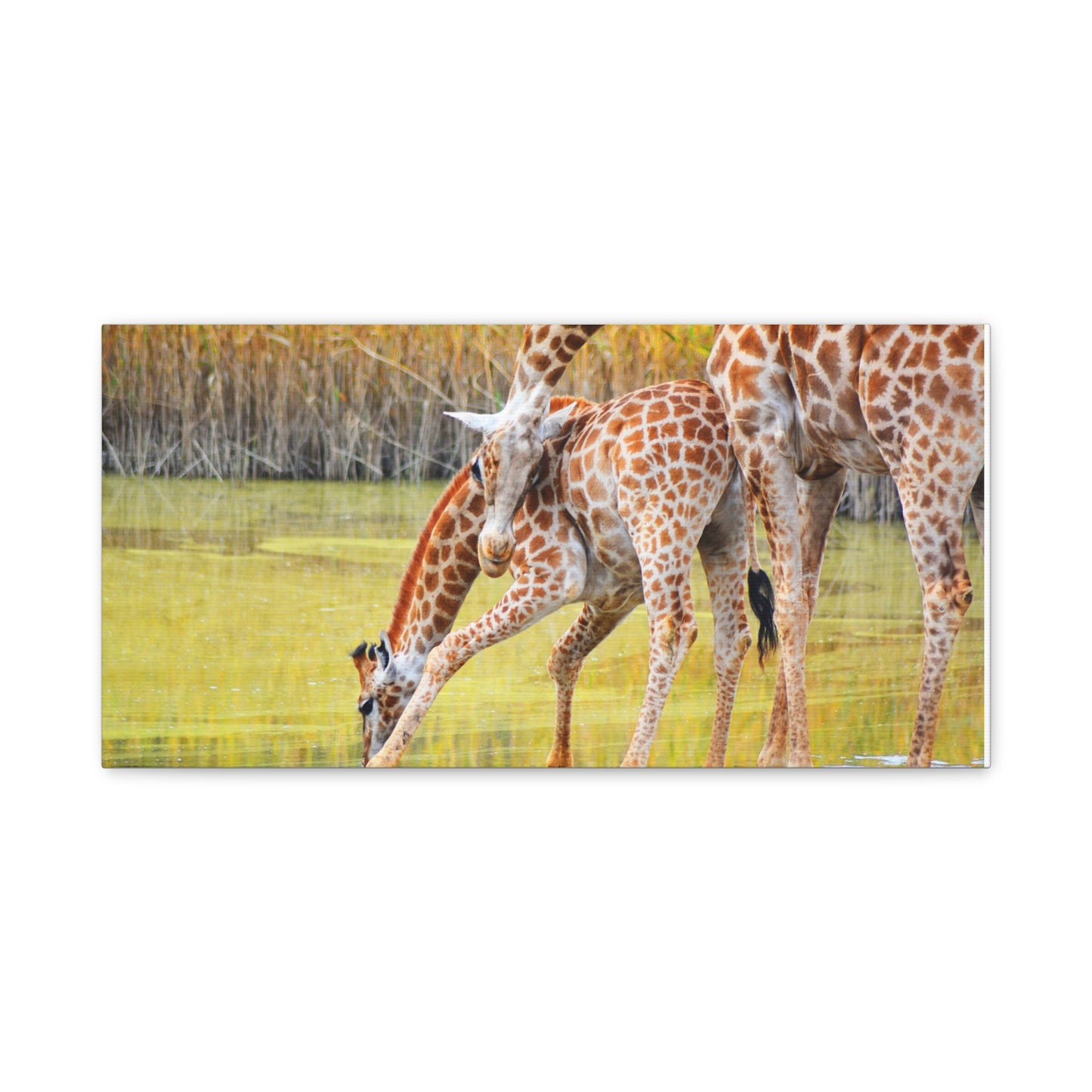 Giraffe Family Matte Canvas Wall Art, Nature Decor, Wildlife Print, Animal Lovers Gift, Nursery Decoration