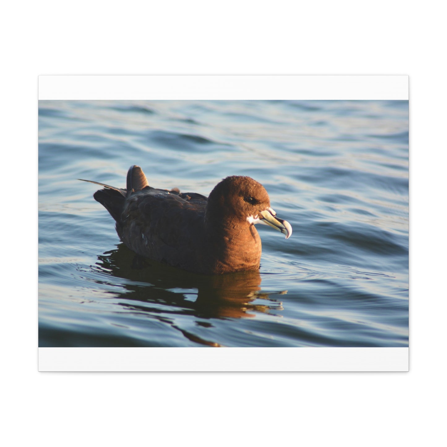 Bird Art Wall Decor, Coastal Wall Art, Ocean Decor, Nature Photography, Sea Bird Print