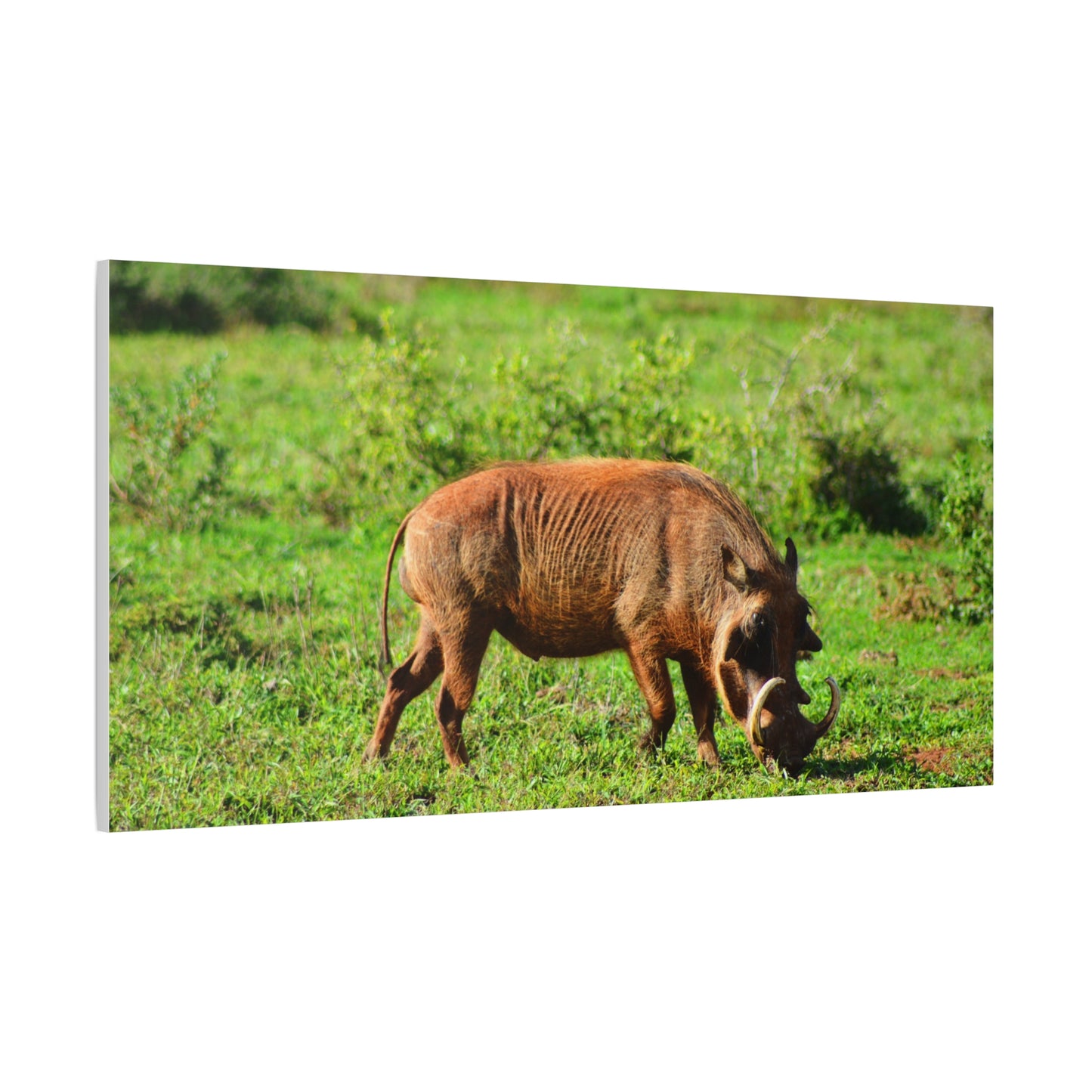 African Warthog - Canvas Print
