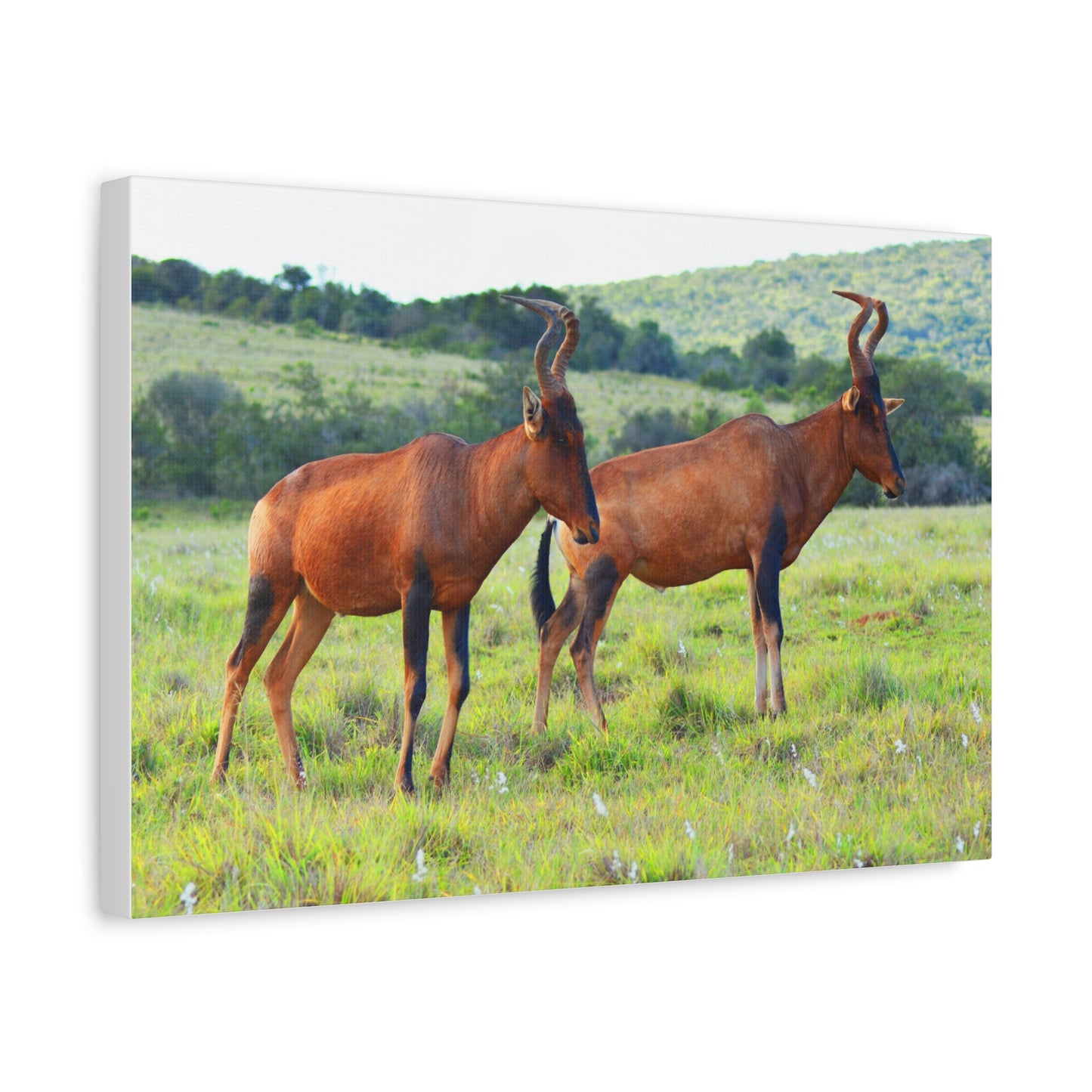 African Red Hartebeest - Canvas Print