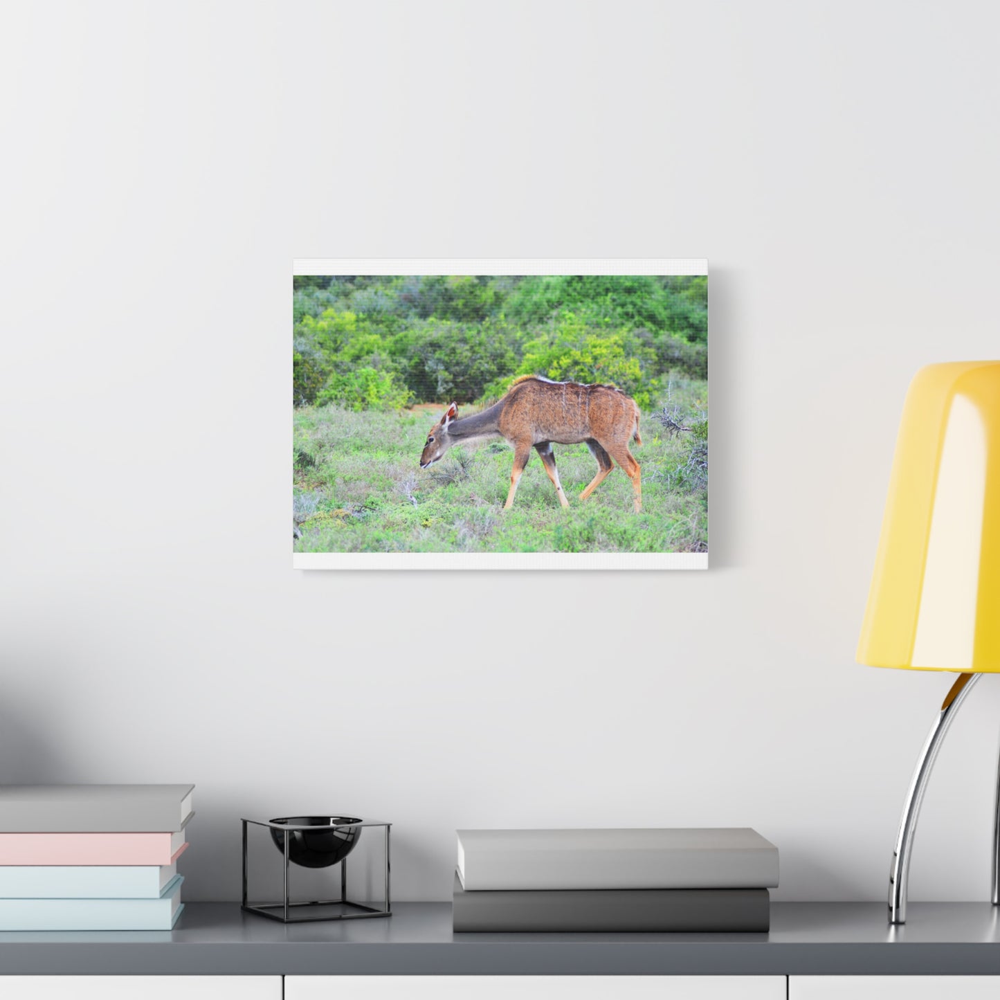 Africa Kudu Cow - Canvas Print