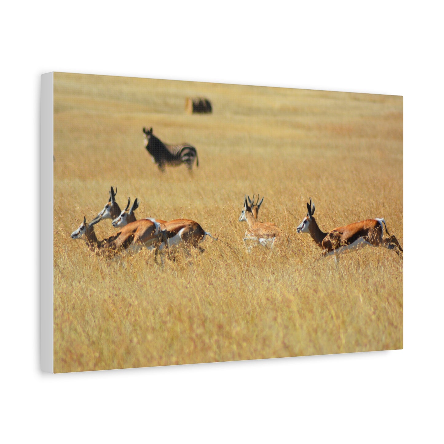 Springbok Herd in African Savannah