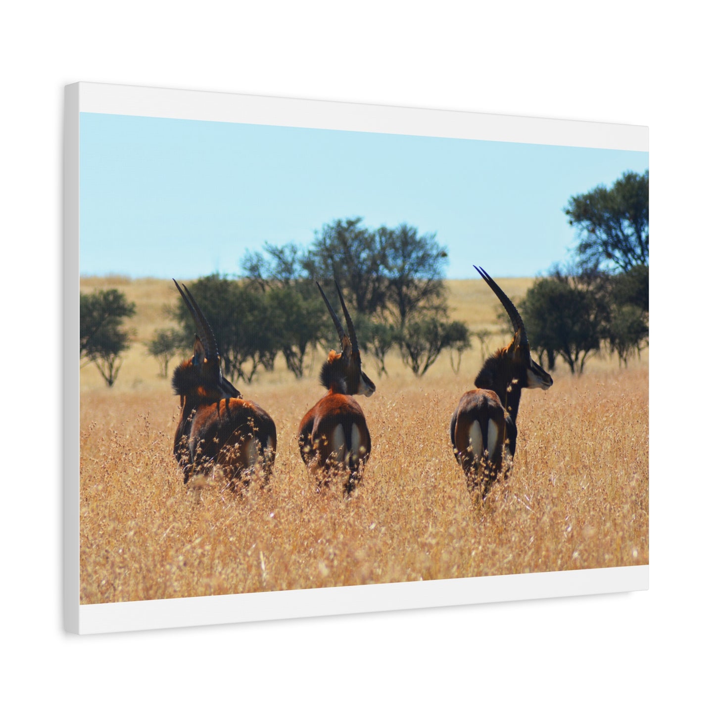 Sable Trio in Africa Canvas Print