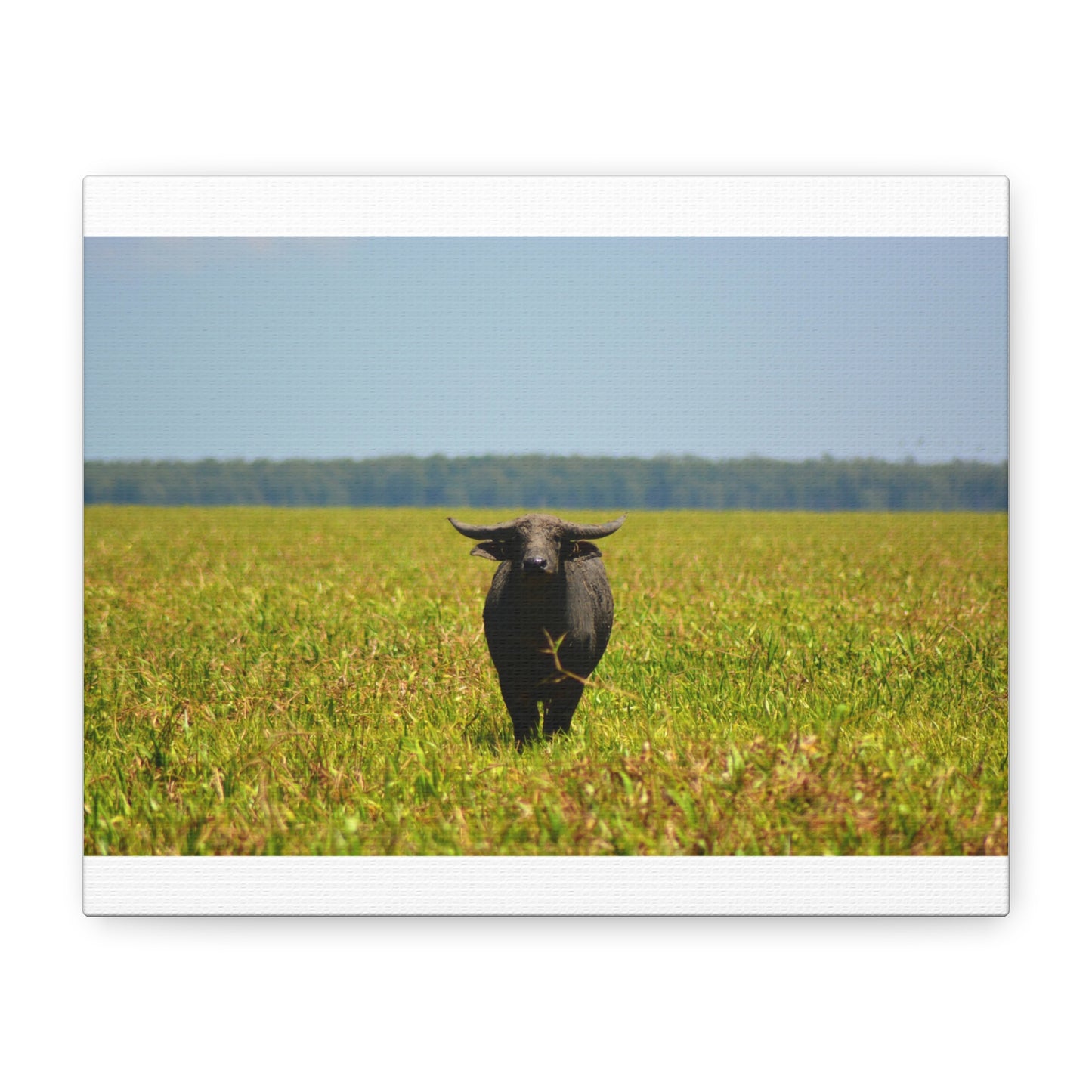 Asiatic Water Buffalo Australian Outback - Canvas Print