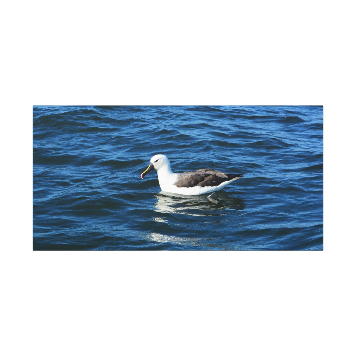 Albatross Canvas Print Sea Bird