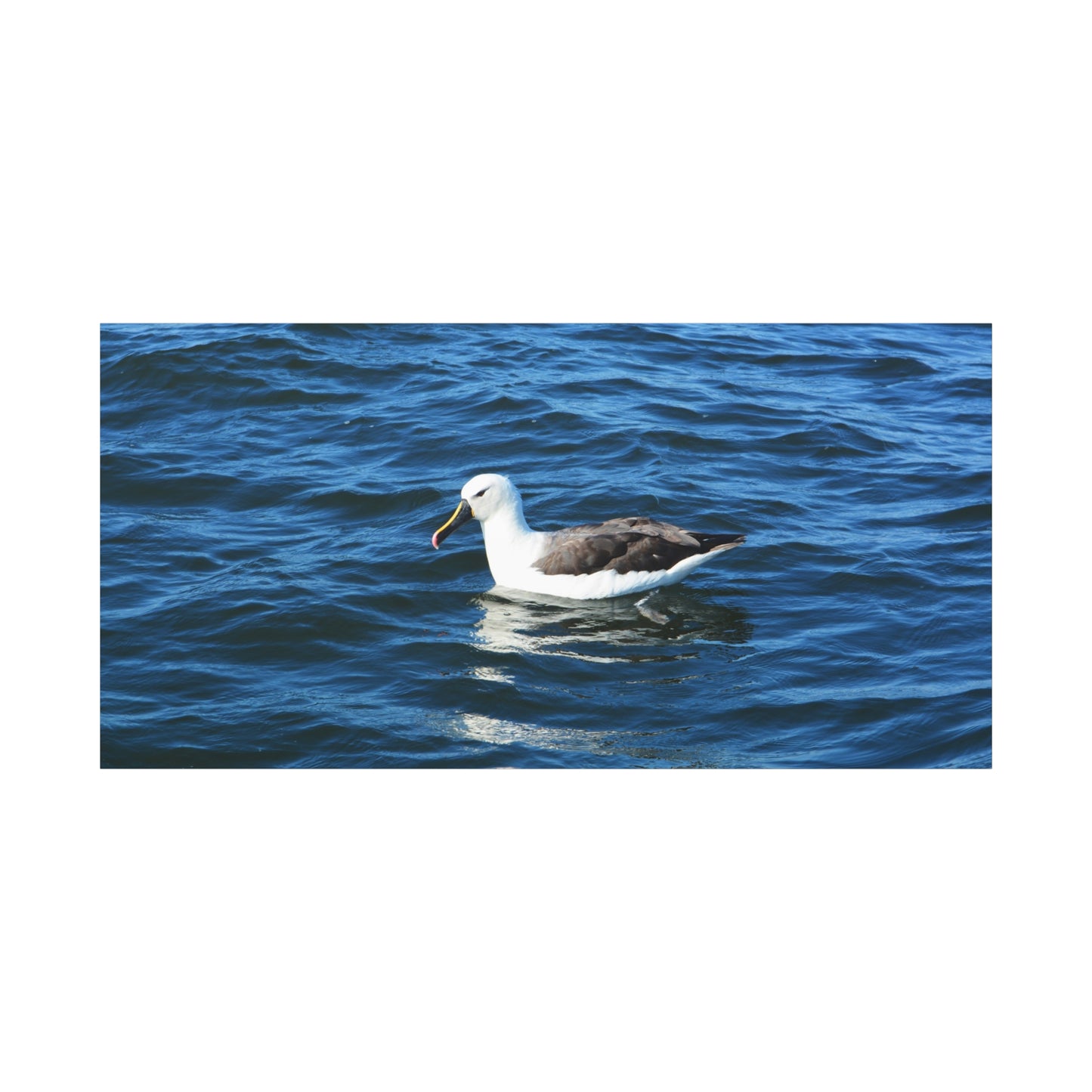 Albatross Canvas Print Sea Bird