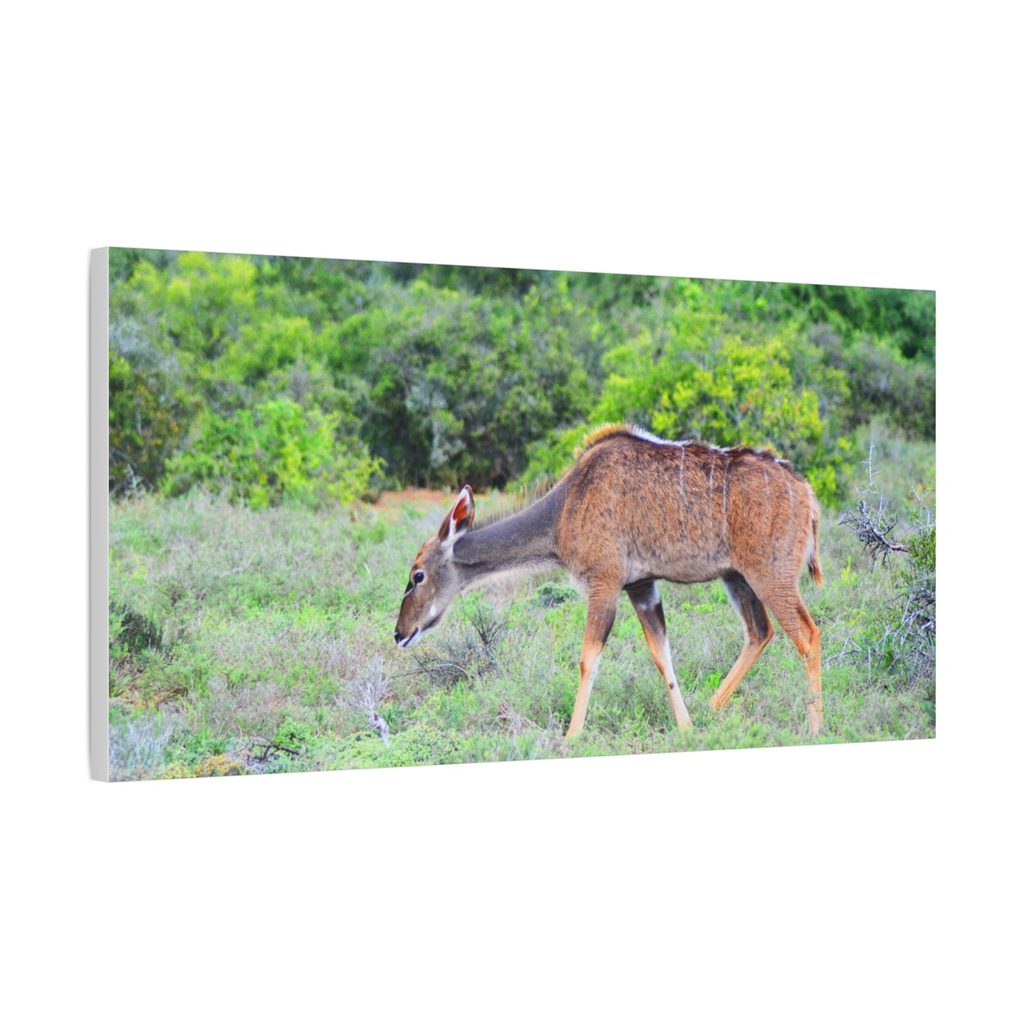 Africa Kudu Cow - Canvas Print