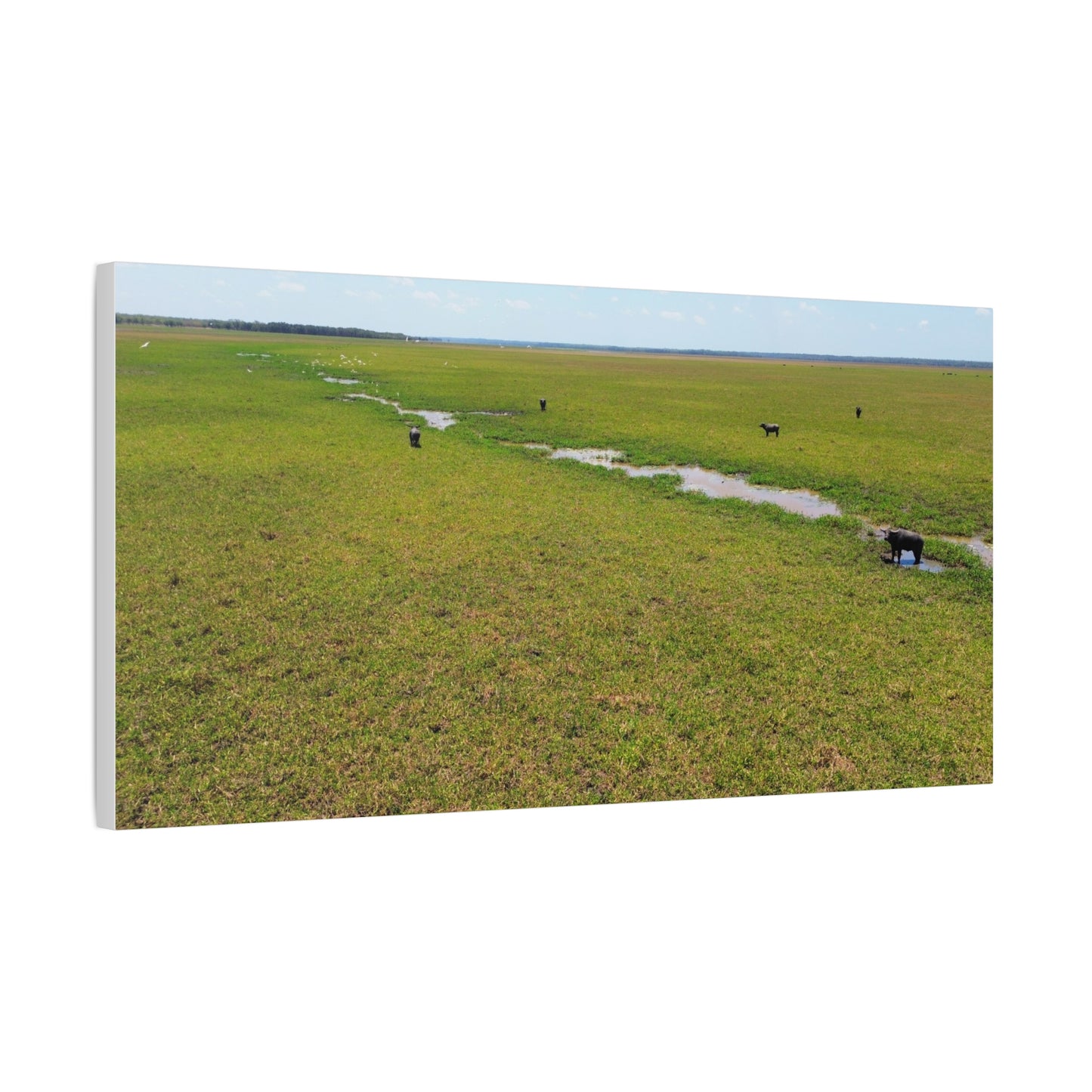 Asiatic Water Buffalo Australian Outback - Canvas Print