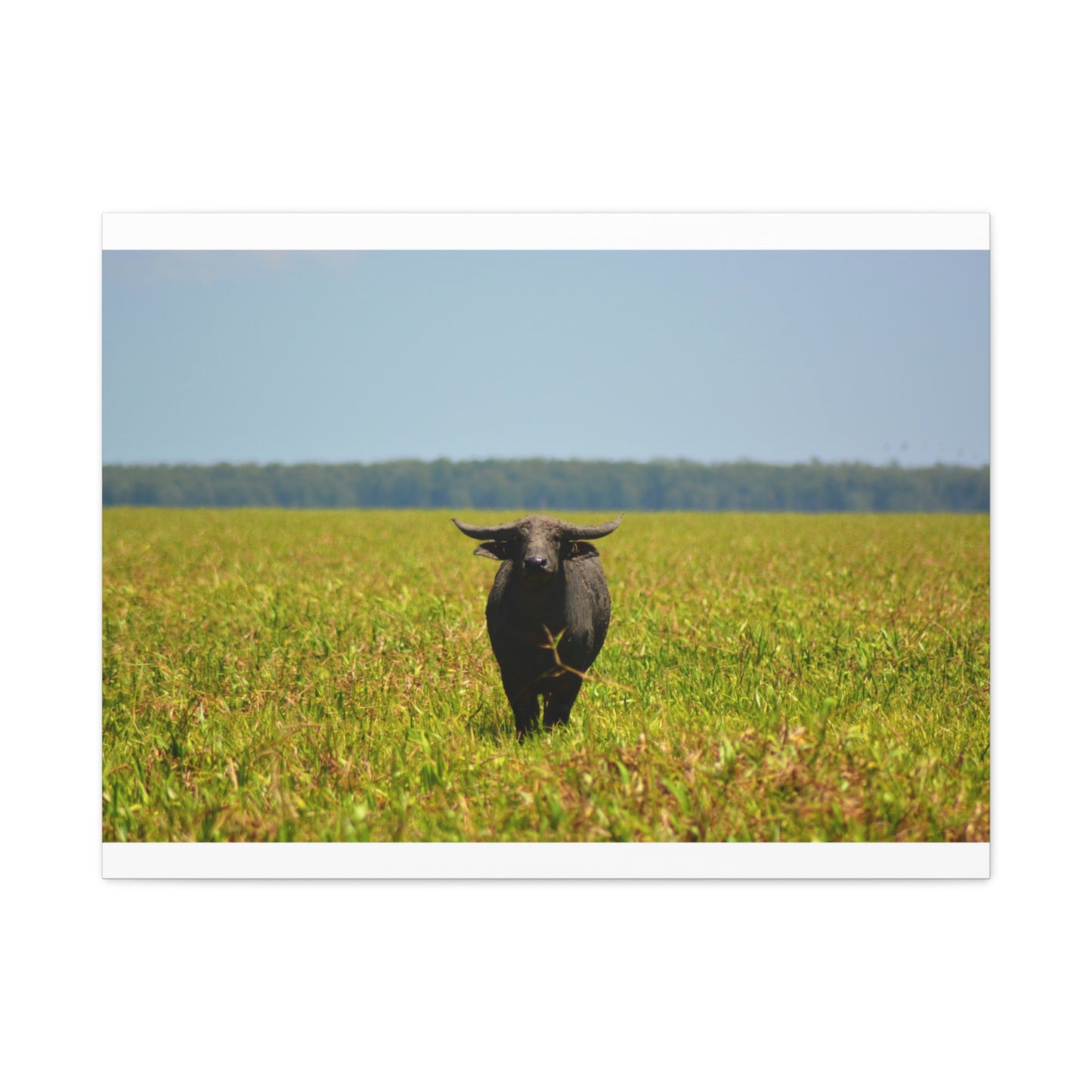 Asiatic Water Buffalo Australian Outback - Canvas Print