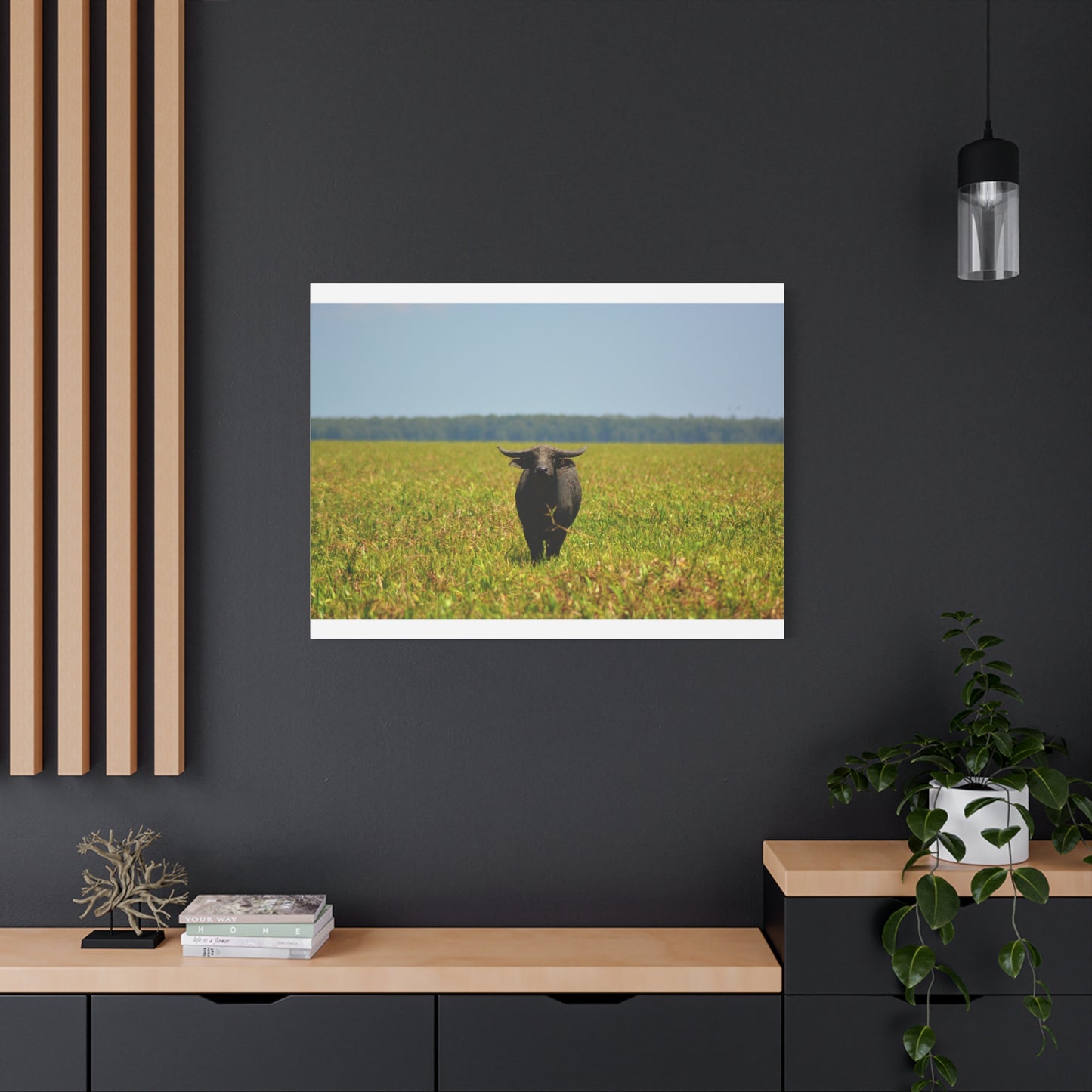 Asiatic Water Buffalo Australian Outback - Canvas Print