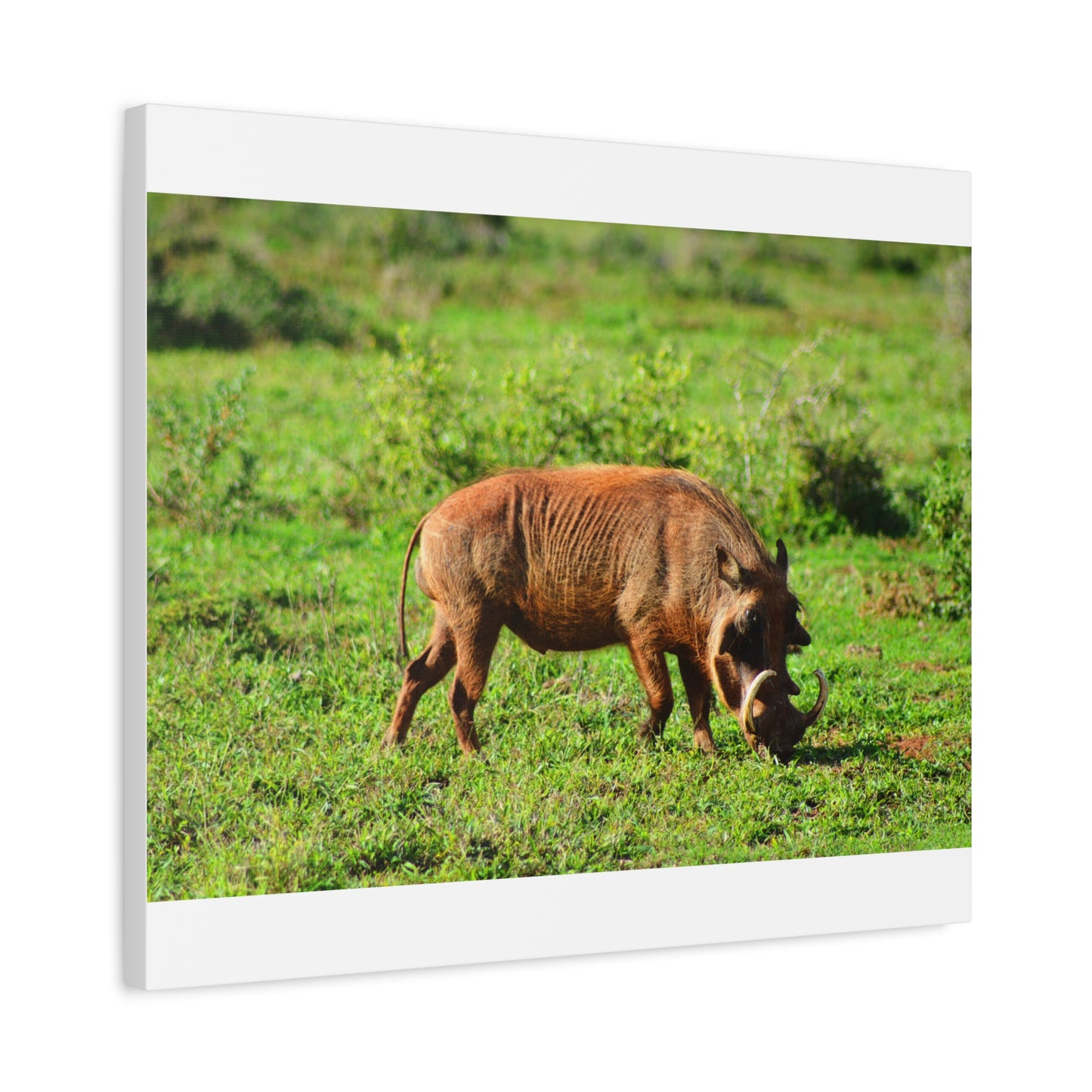 African Warthog - Canvas Print