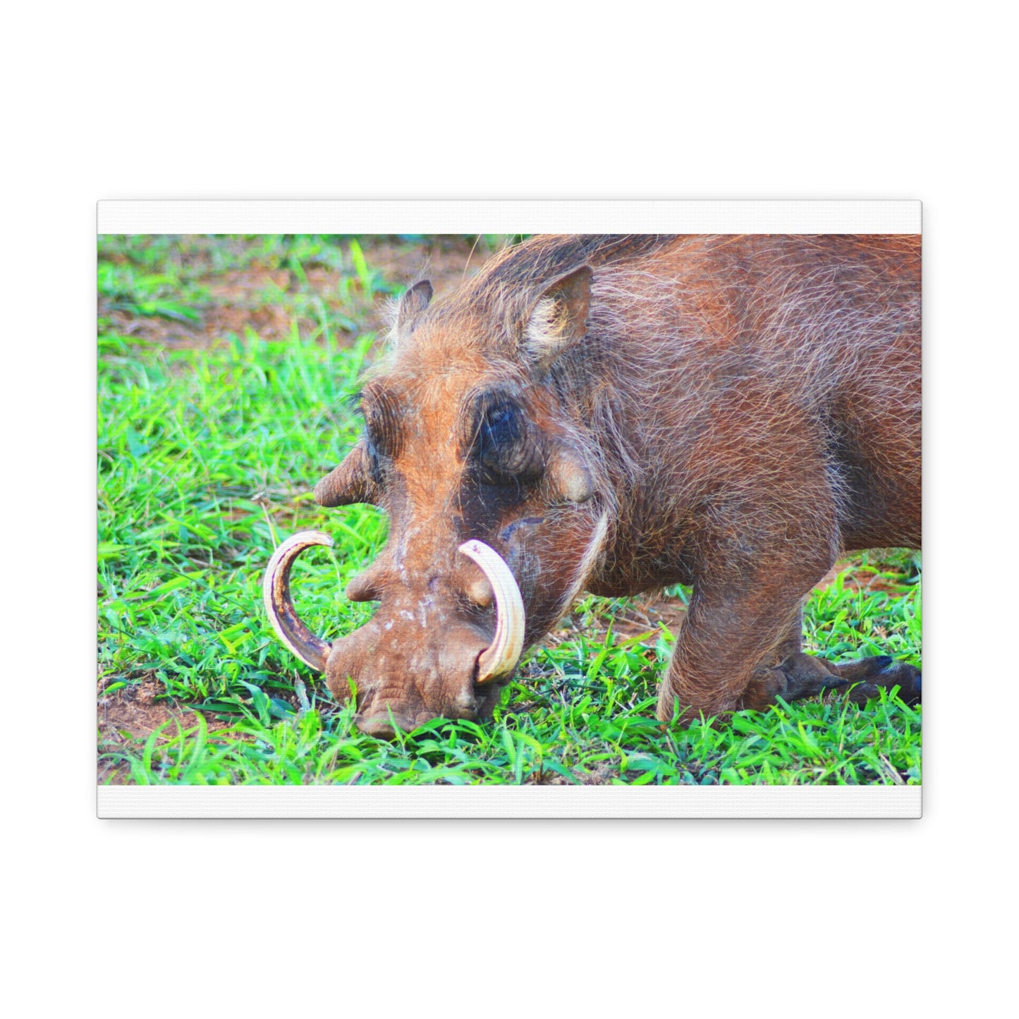 African Warthog Eating - Canvas Print