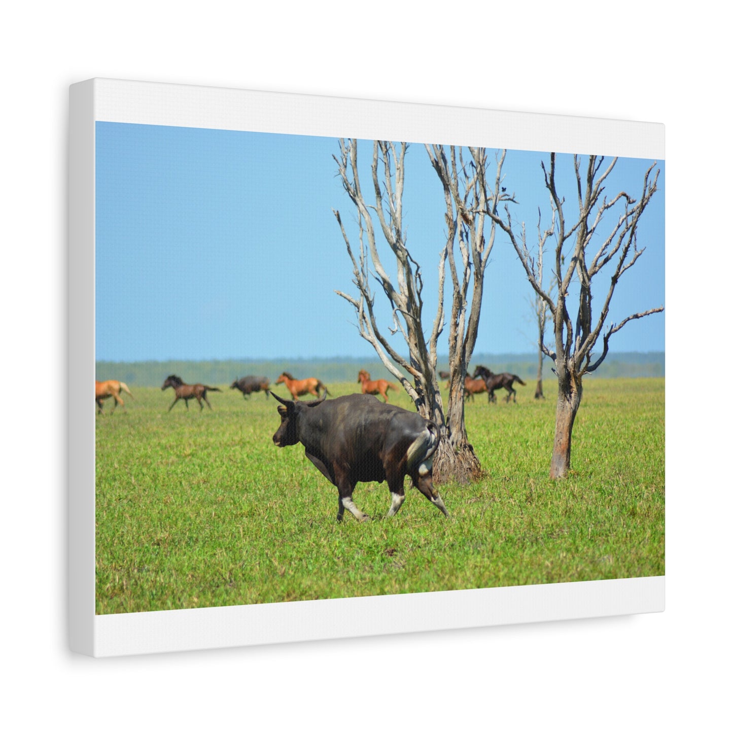 Australia Banteng - Canvas Print