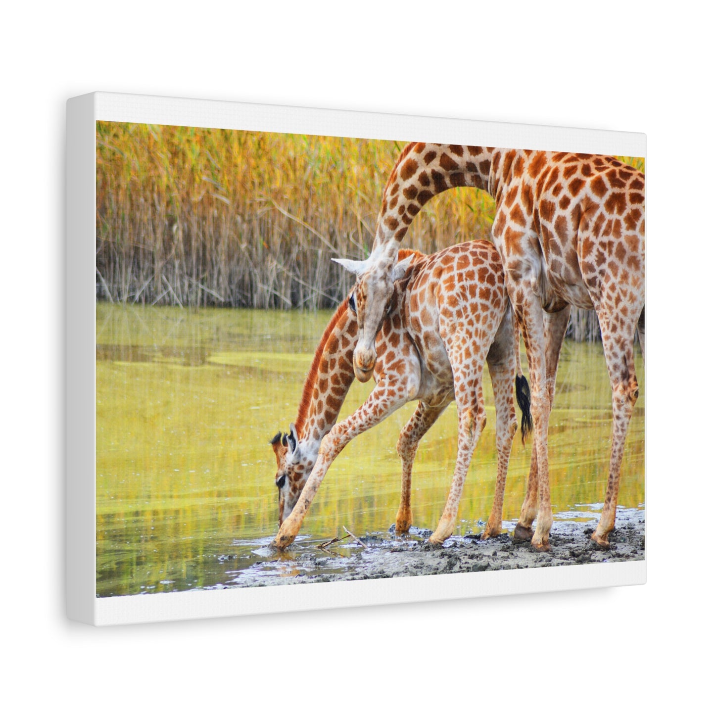 Giraffe Family Matte Canvas Wall Art, Nature Decor, Wildlife Print, Animal Lovers Gift, Nursery Decoration