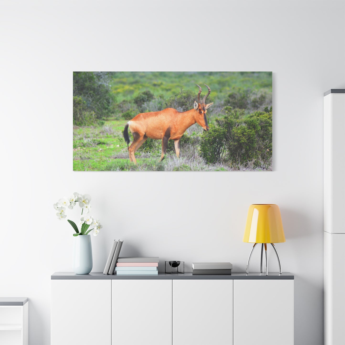 Africa Red Hartebeest - Canvas Print