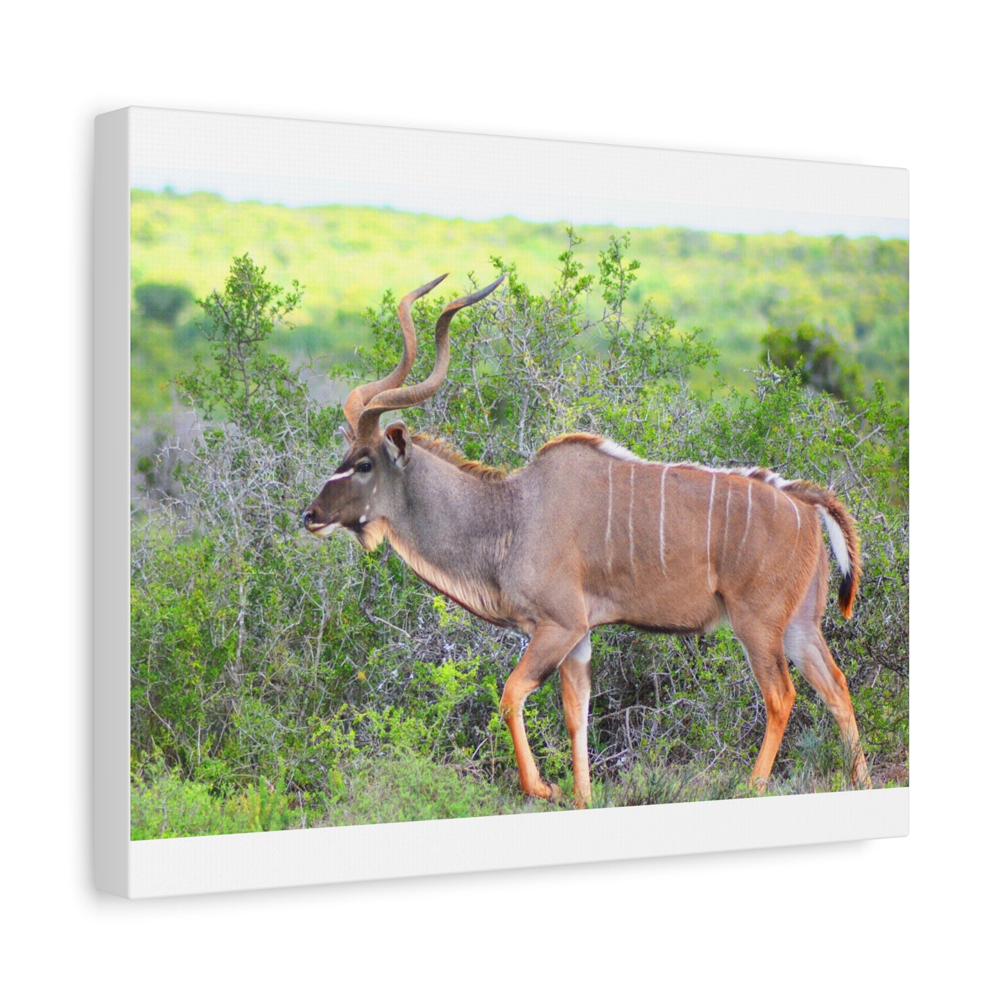 Africa Kudu Bull - Canvas Print