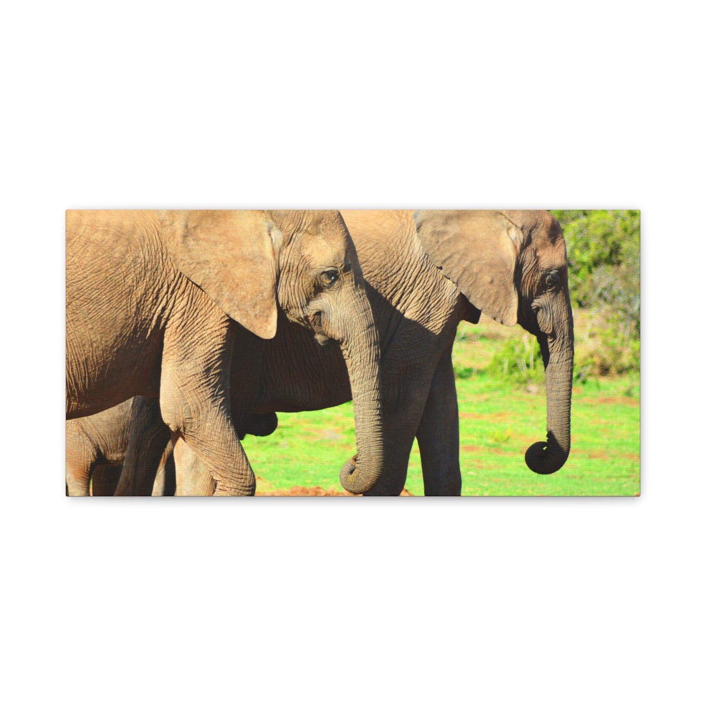 African Elephants - Canvas Print