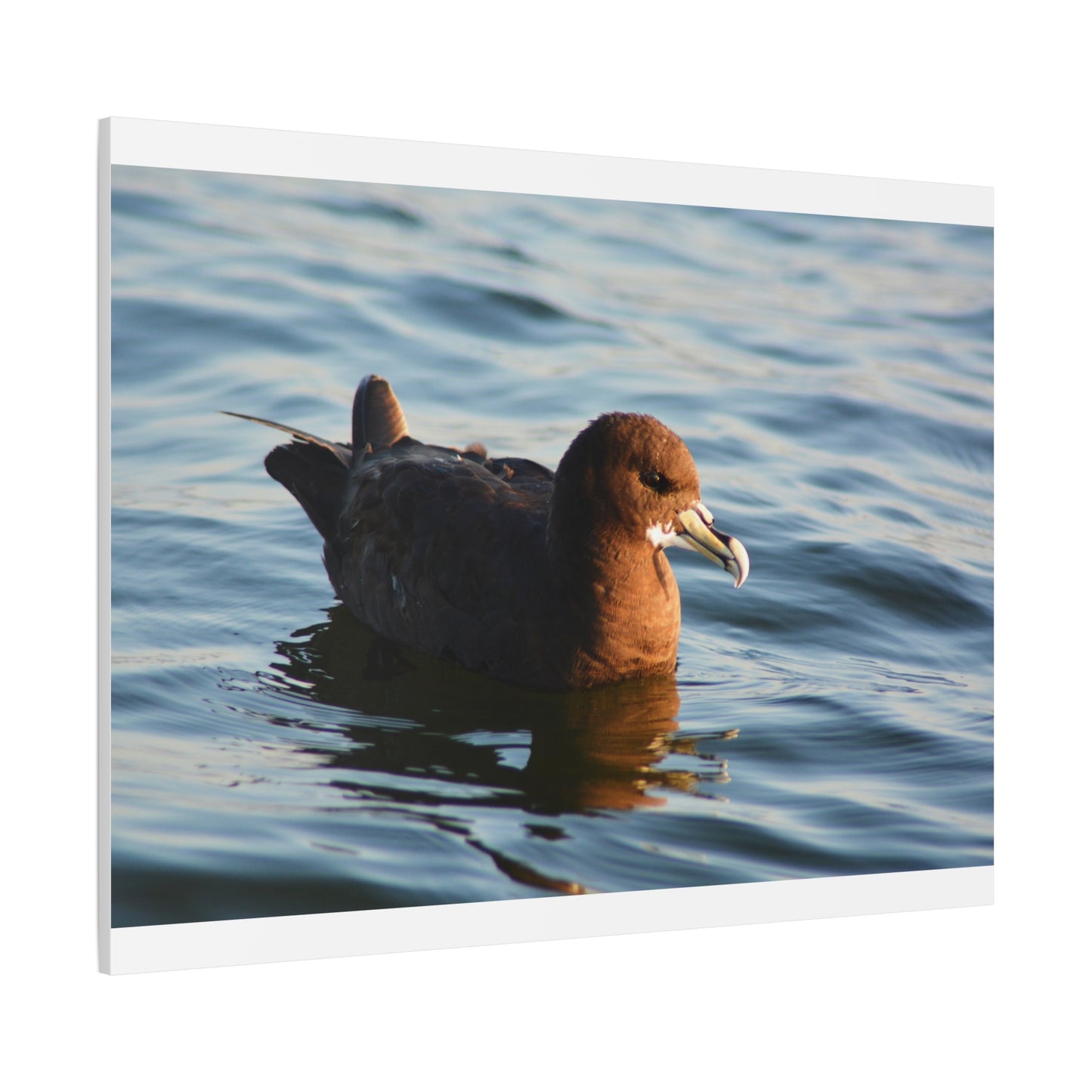Bird Art Wall Decor, Coastal Wall Art, Ocean Decor, Nature Photography, Sea Bird Print