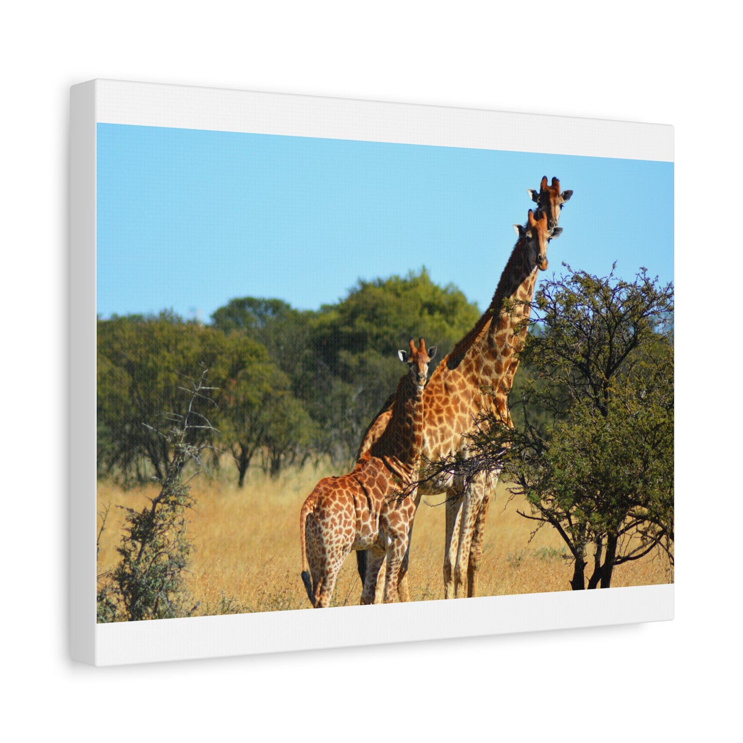 Giraffe Family in Africa