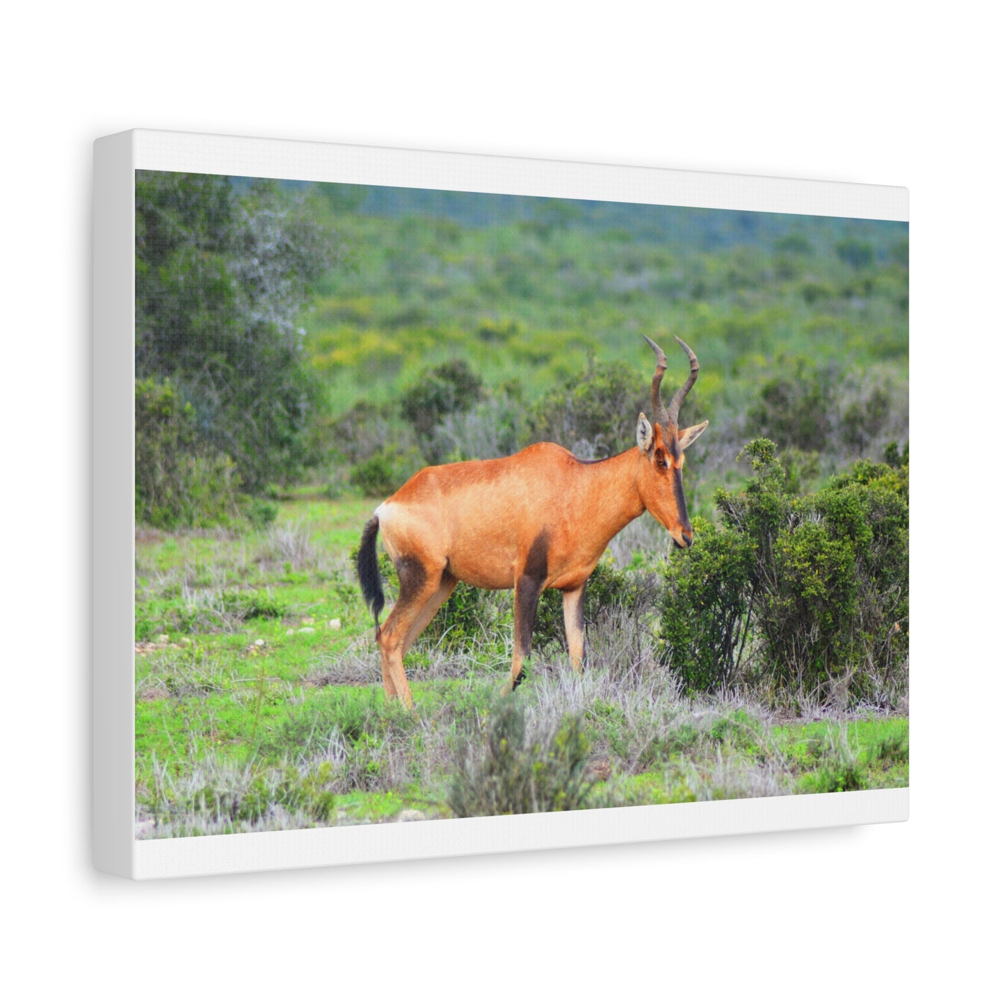 Africa Red Hartebeest - Canvas Print