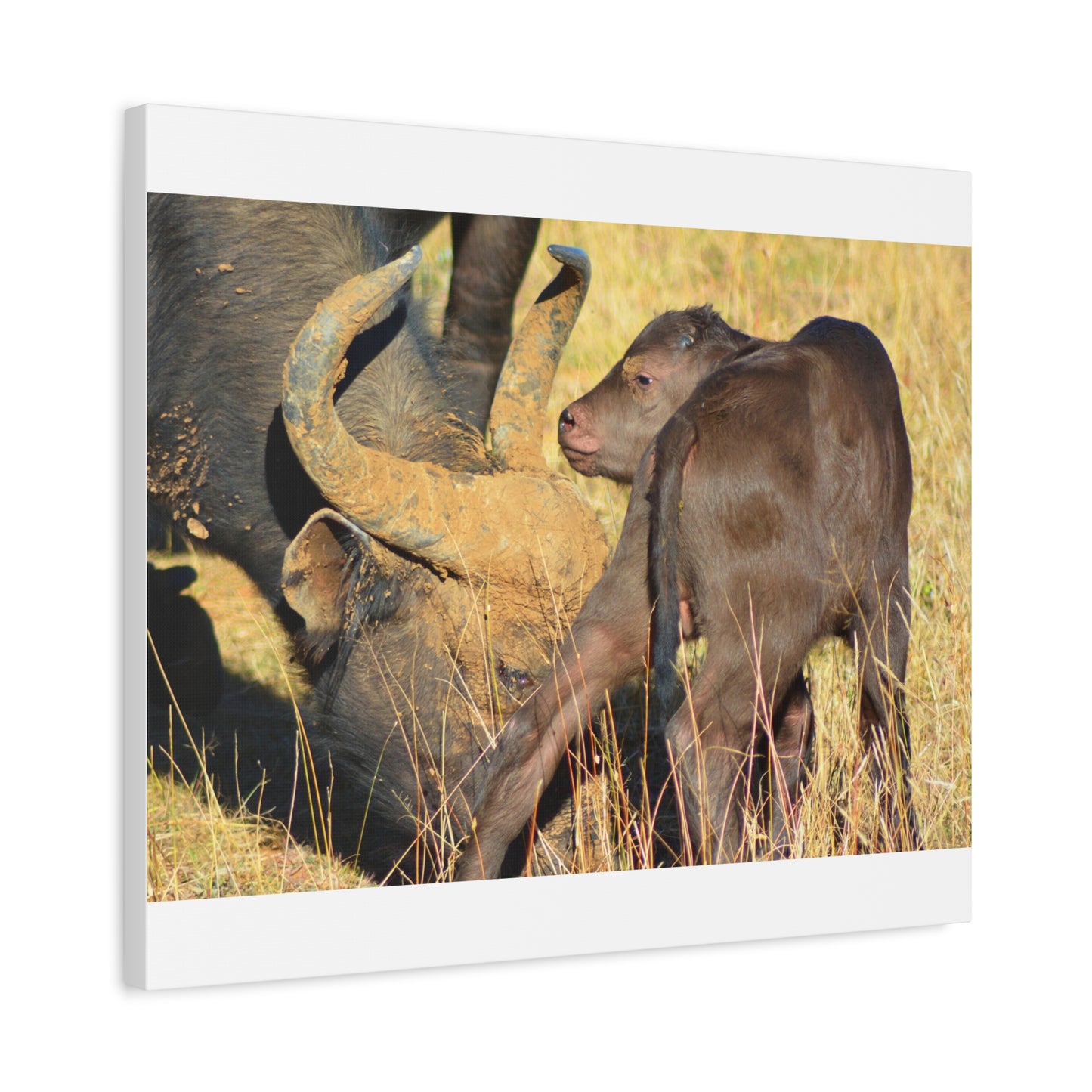 Cape Buffalo Tends to Calf