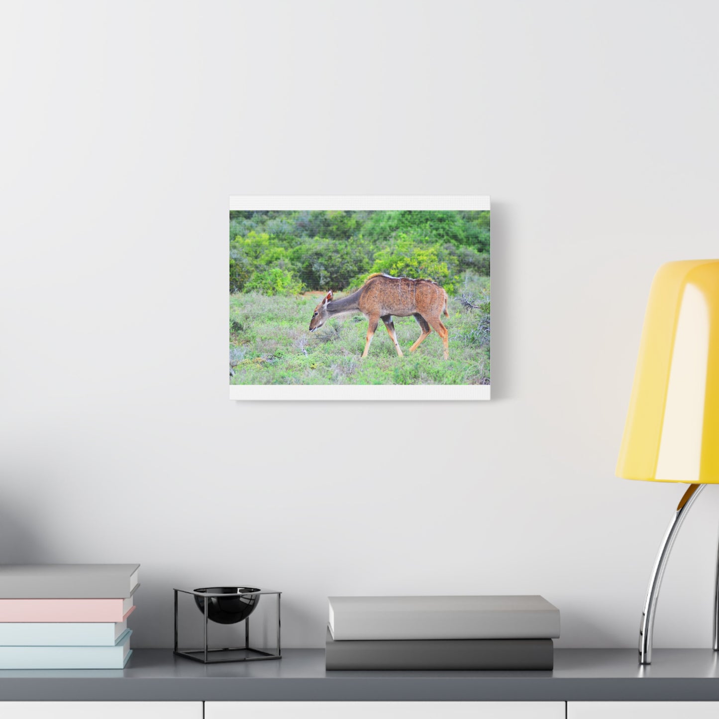 Africa Kudu Cow - Canvas Print