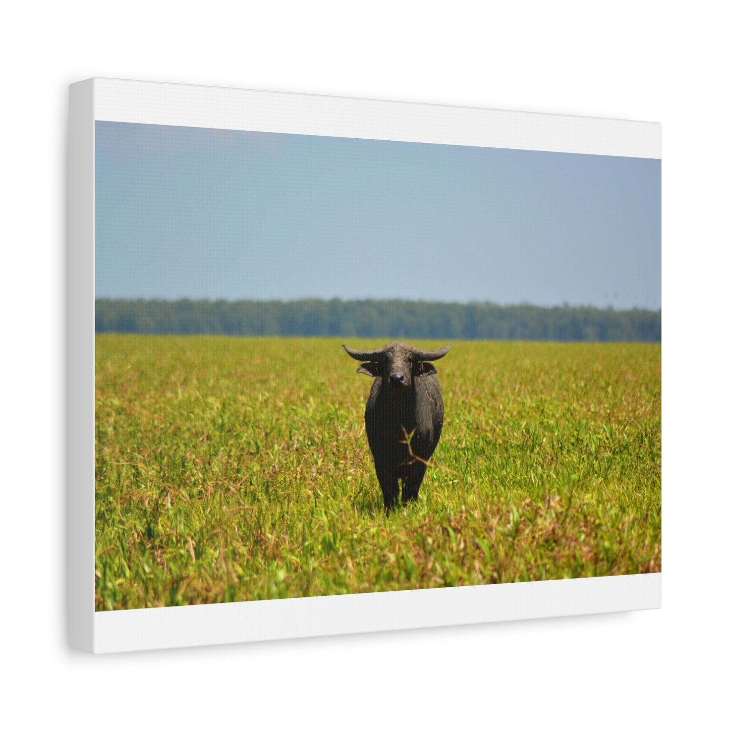Asiatic Water Buffalo Australian Outback - Canvas Print