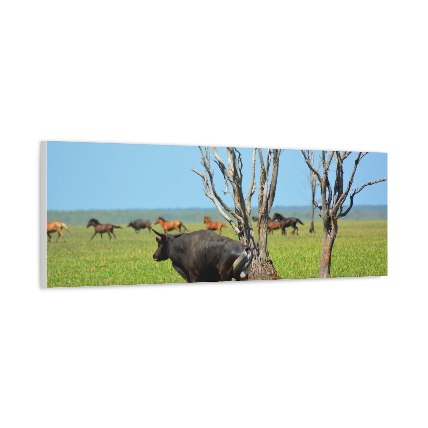 Australia Banteng - Canvas Print