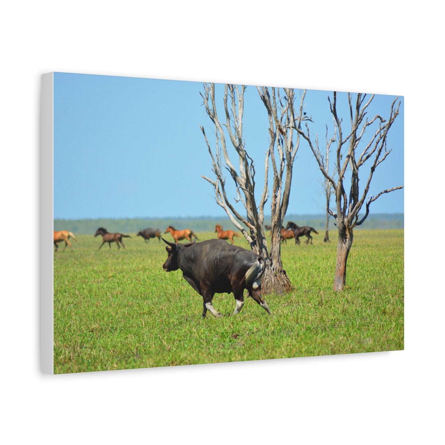 Australia Banteng - Canvas Print